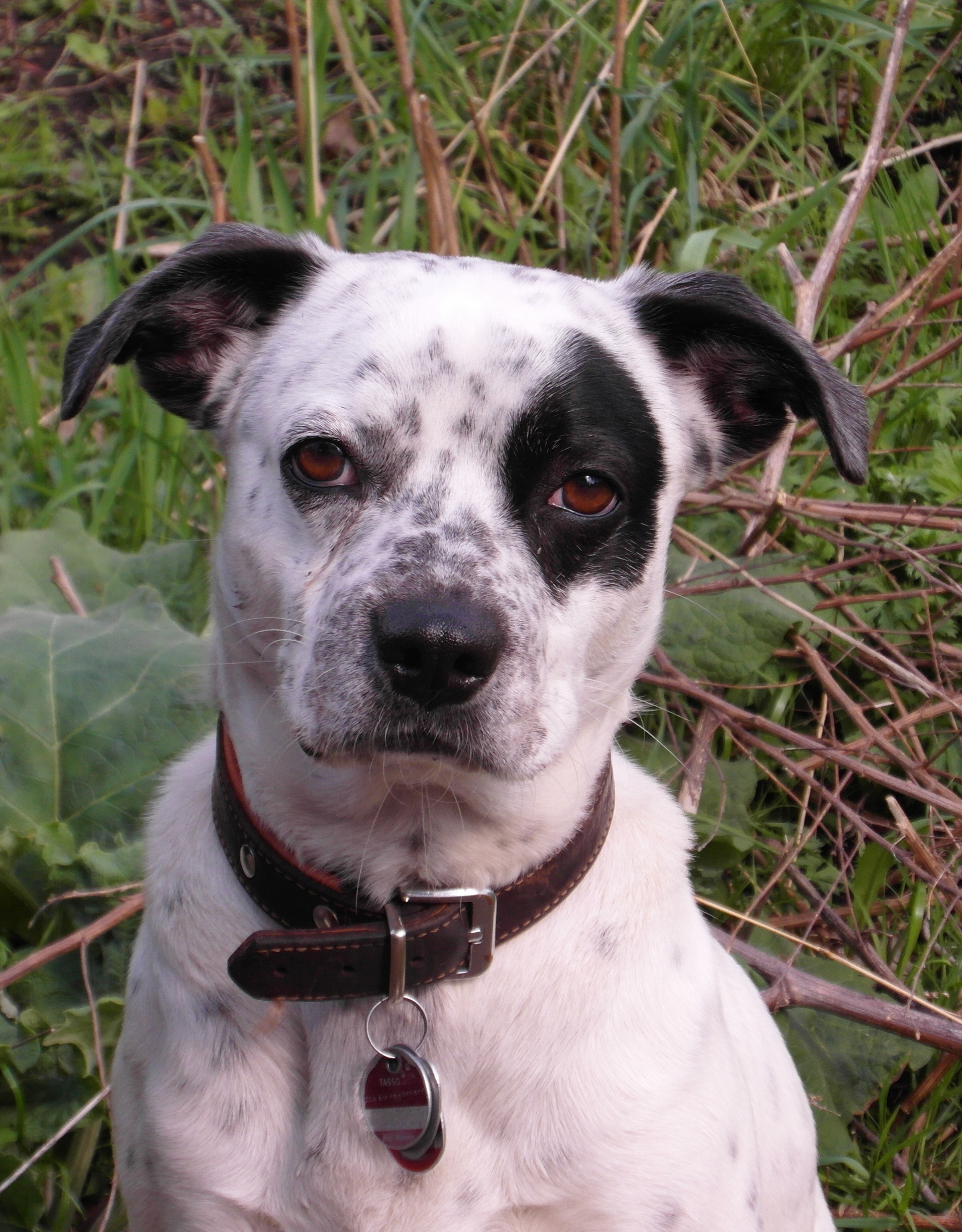 Black and white Dog with collar free image download