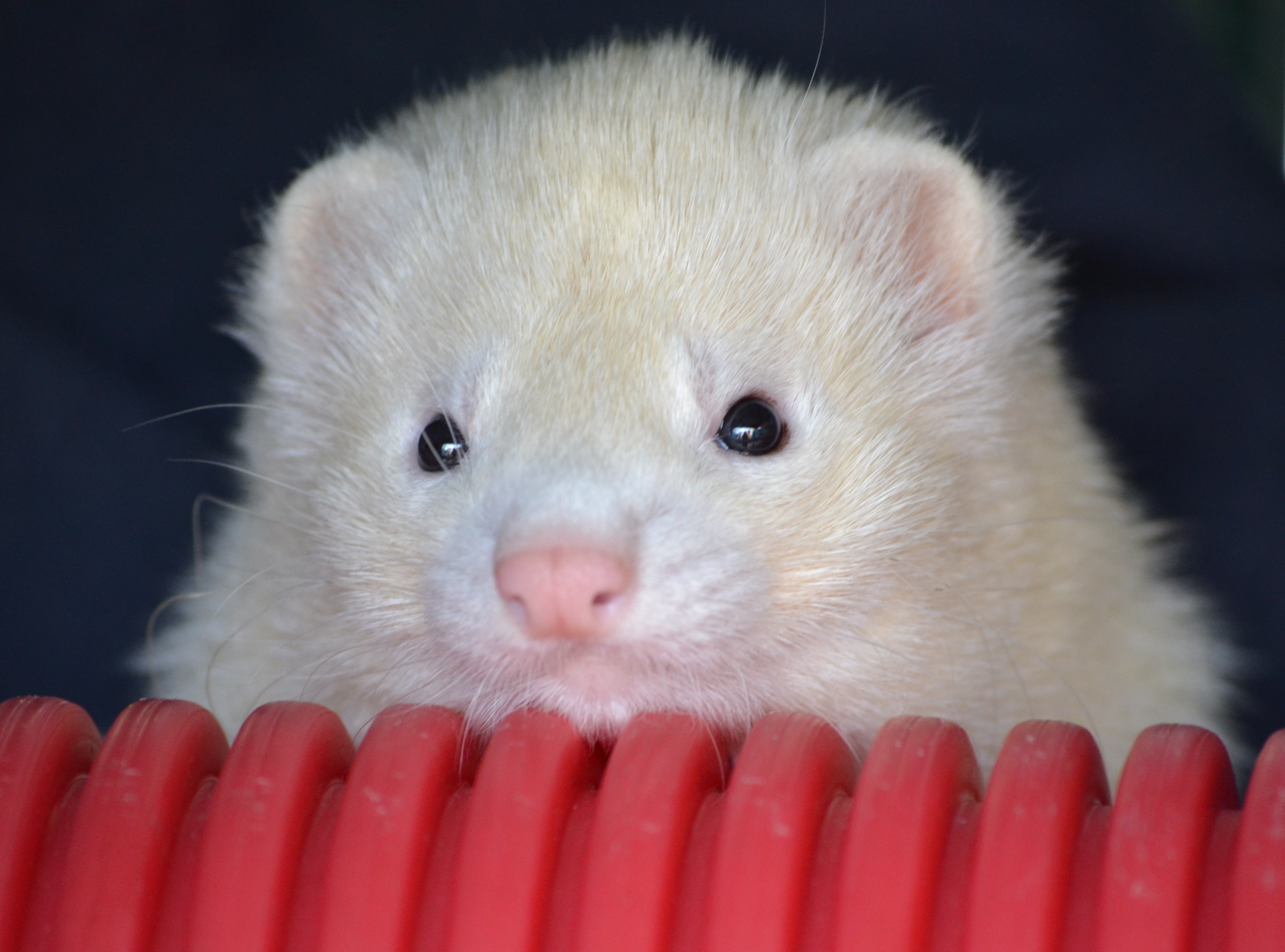 White ferret behind a red wall free image download