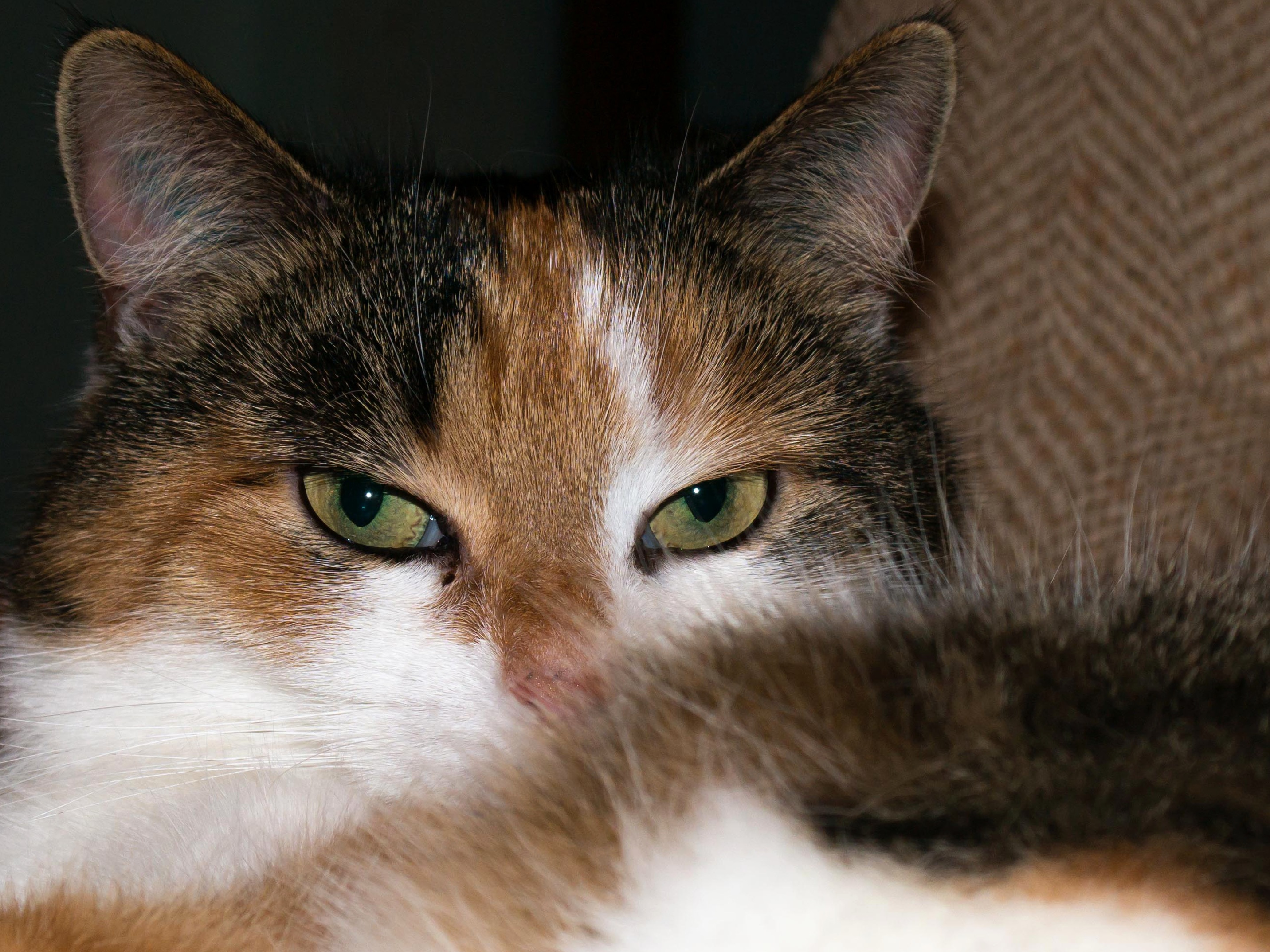 Graceful domestic cat free image download