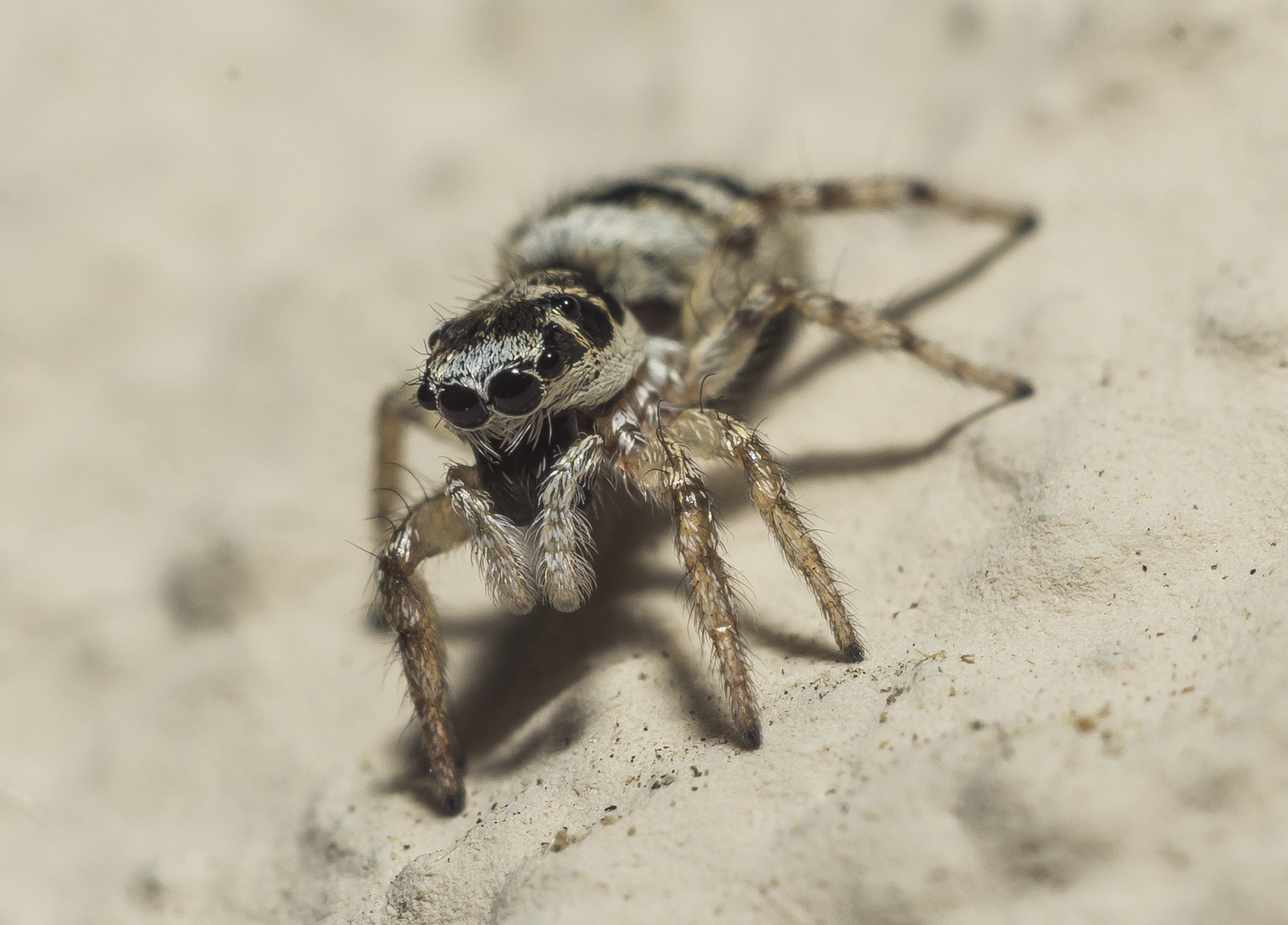 Jumping spider on the sand free image download