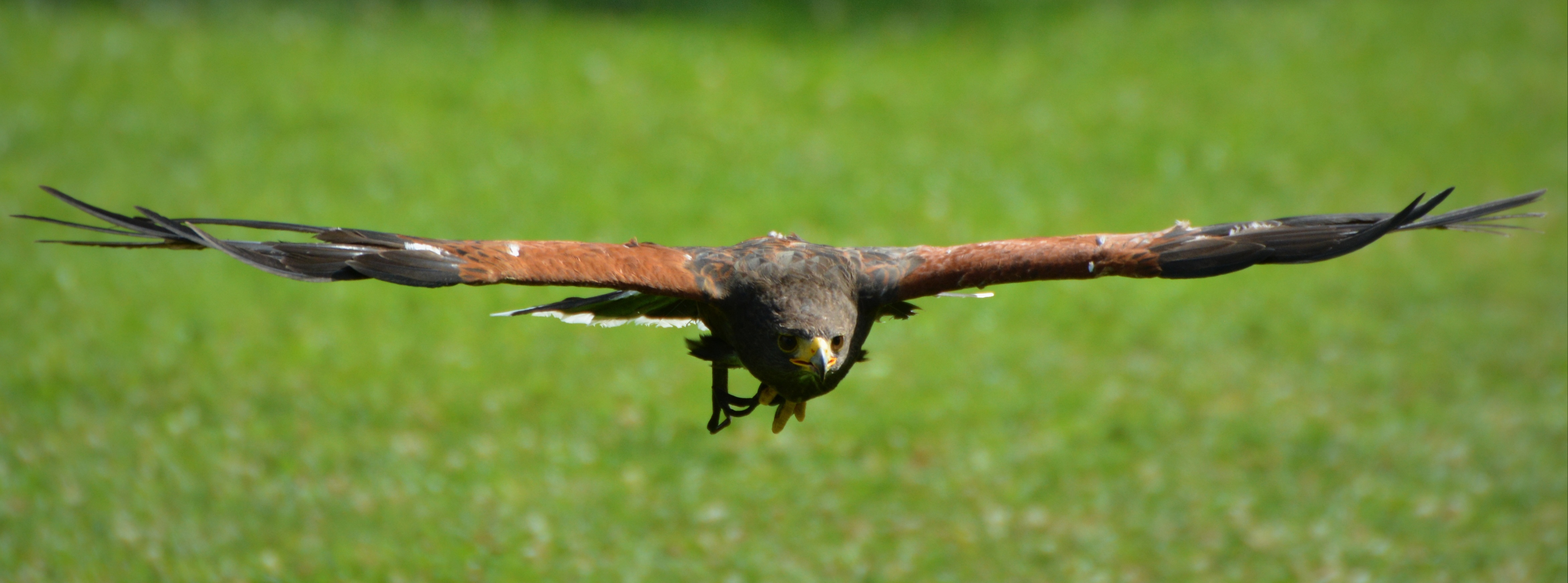 Brown eagle in flight close up free image download