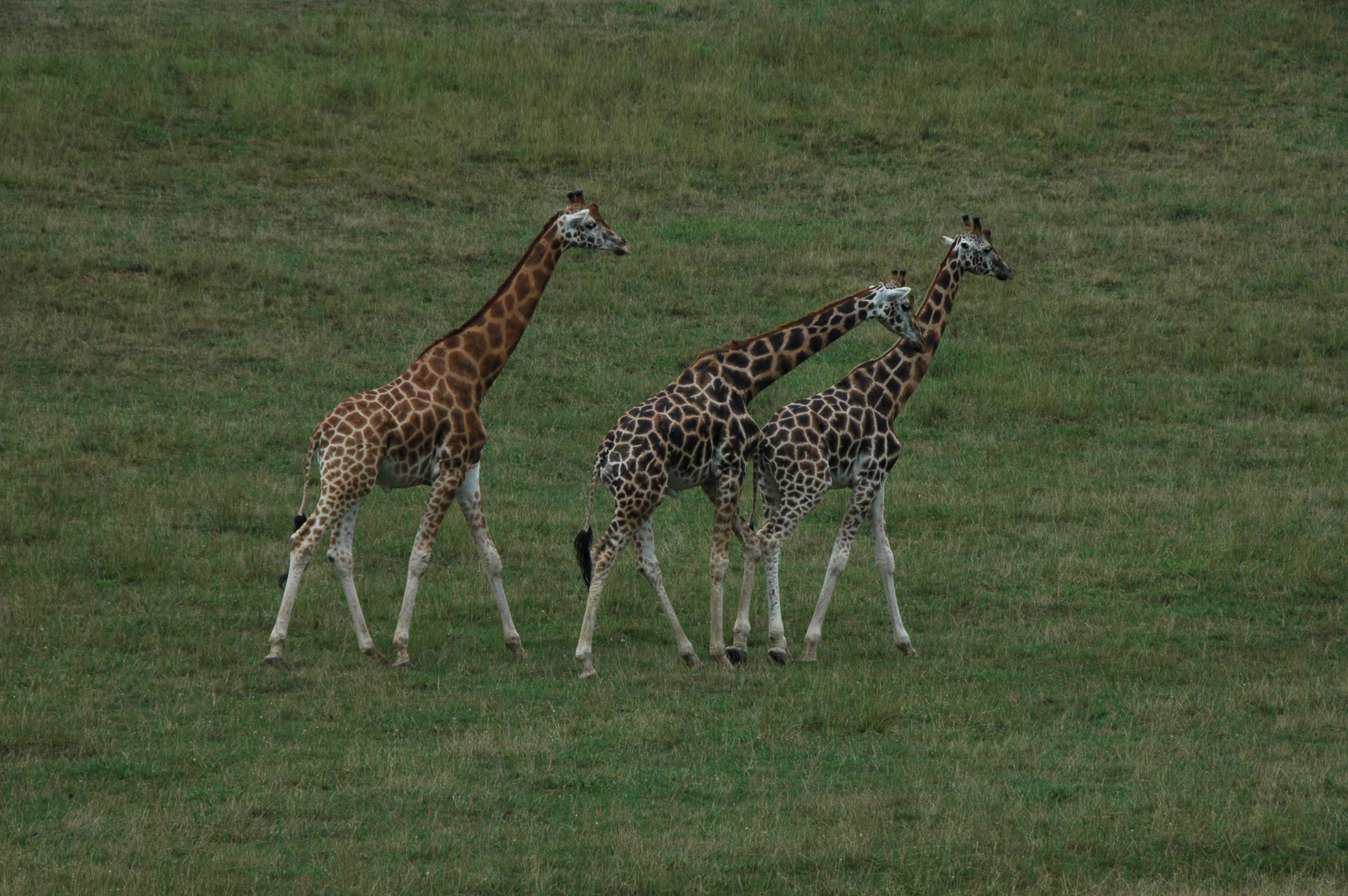 Charming Giraffe Africa free image download