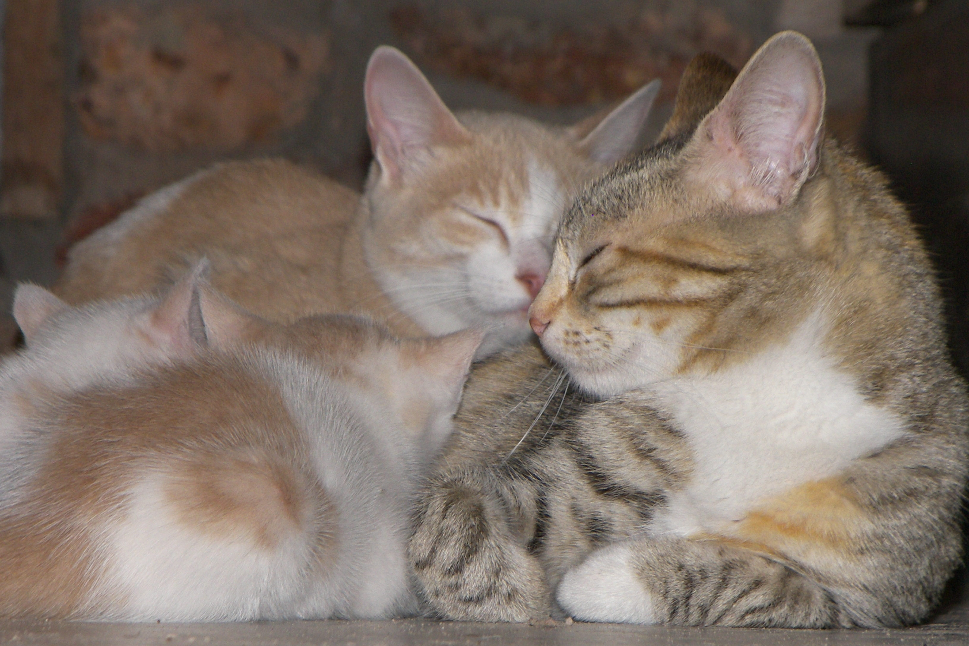 Family of resting cats free image download