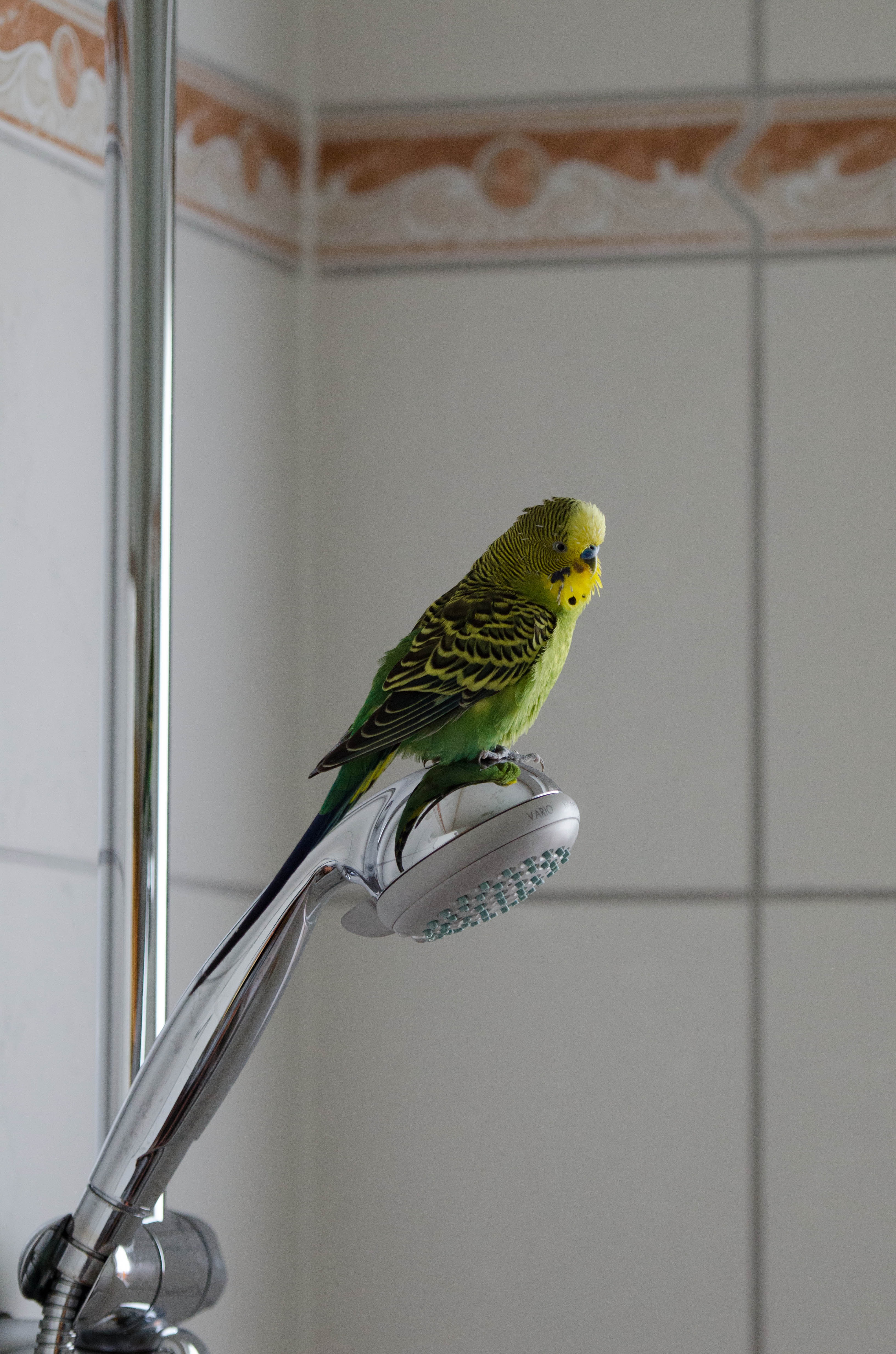 Budgie in the shower free image download