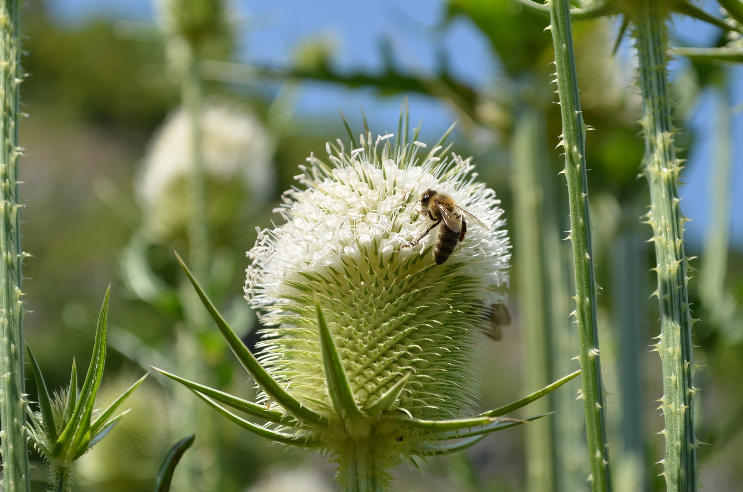 Honey bee on a green flower free image download