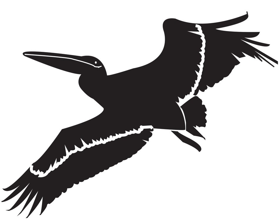 Black and white drawing of the pelican clipart free image download