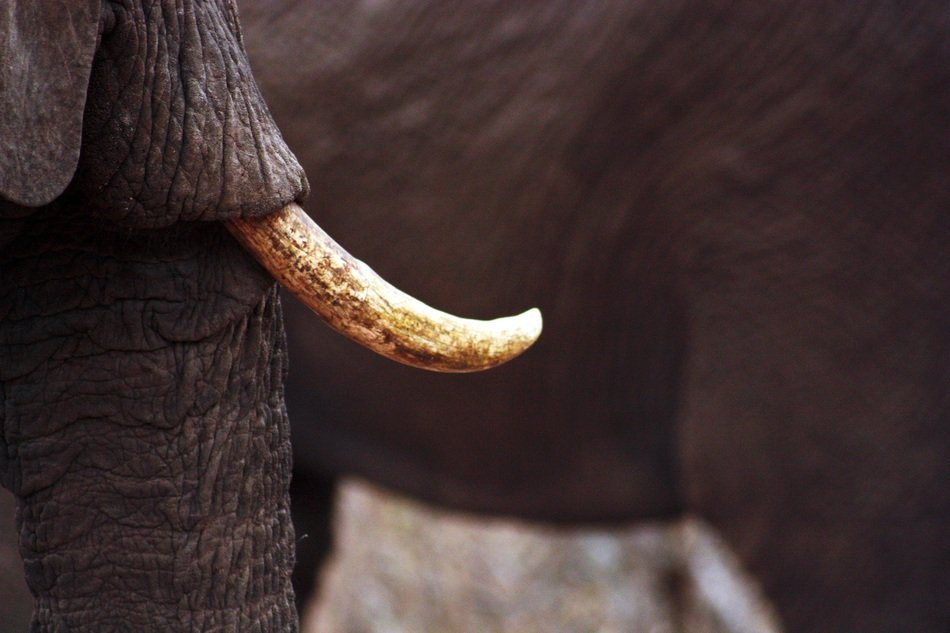 Yellow Elephant tusk close up free image download