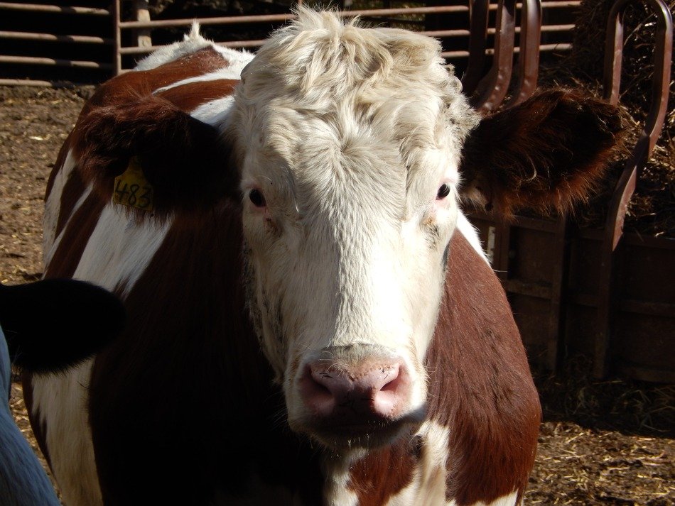 Portrait of Red Holstein Steer Cow on farm free image download