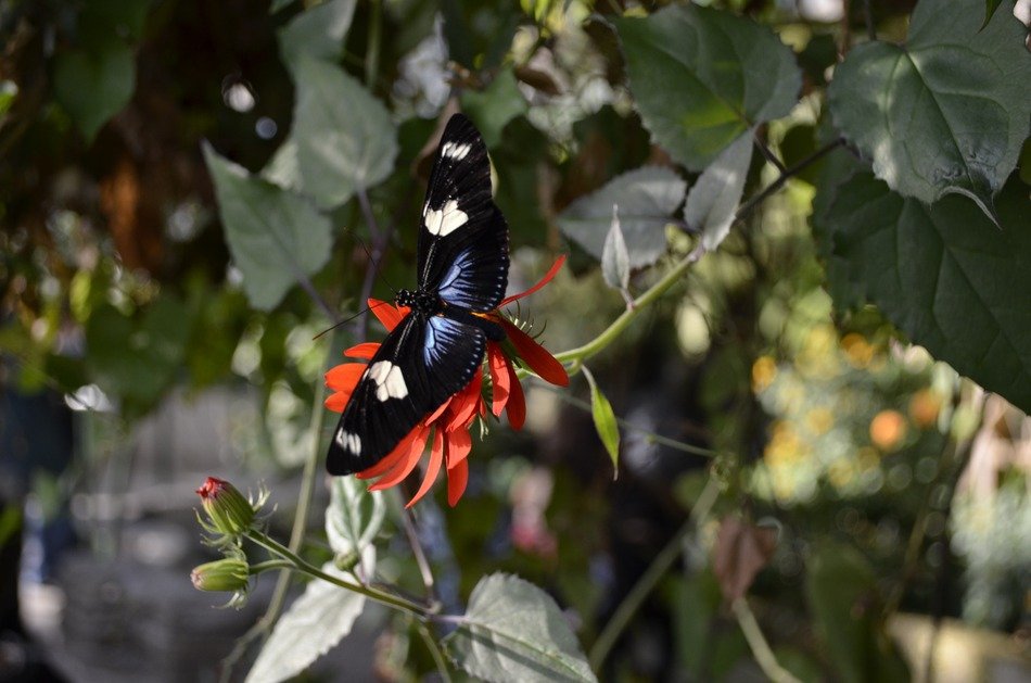 Black with white spots Butterfly on Red Flower free image download