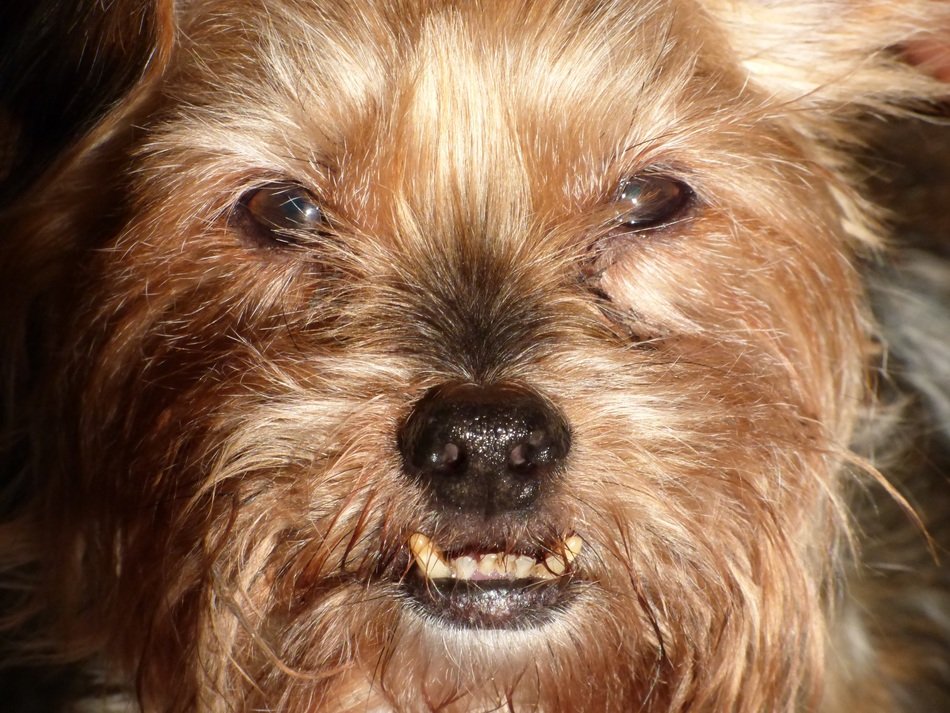 Dog Teeth free image download