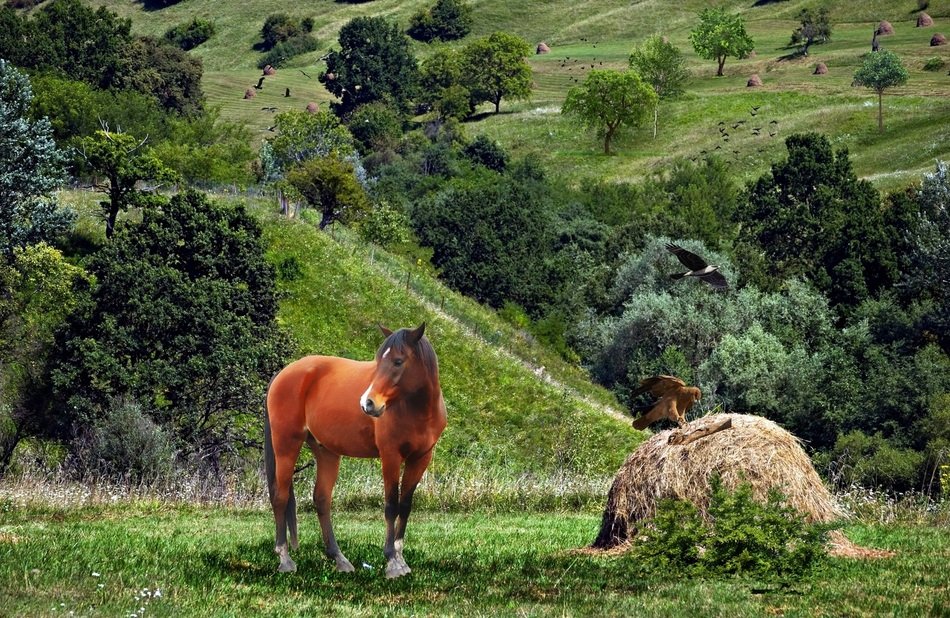 Horse Birds Doves free image download