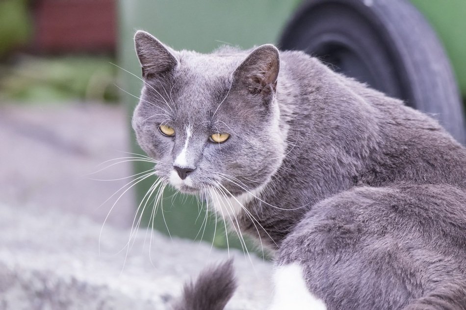 Lazy sitting grey cat free image download