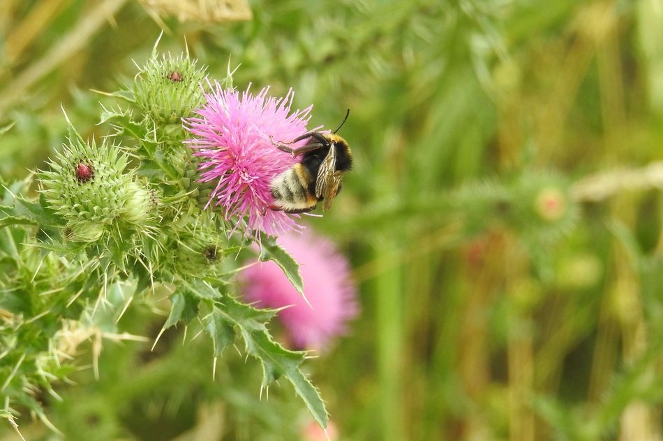 Bee sitting on a pink Thistle flower free image download