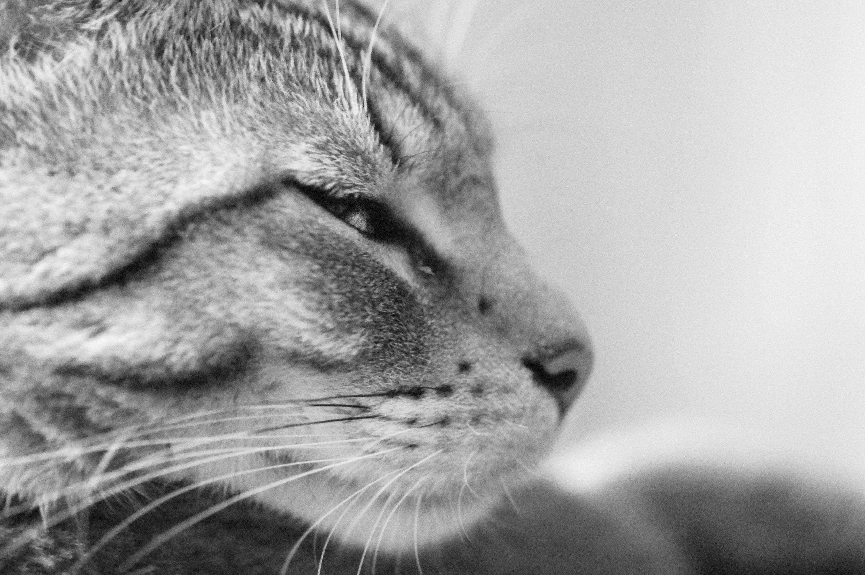 Tabby cat with closed eyes free image download