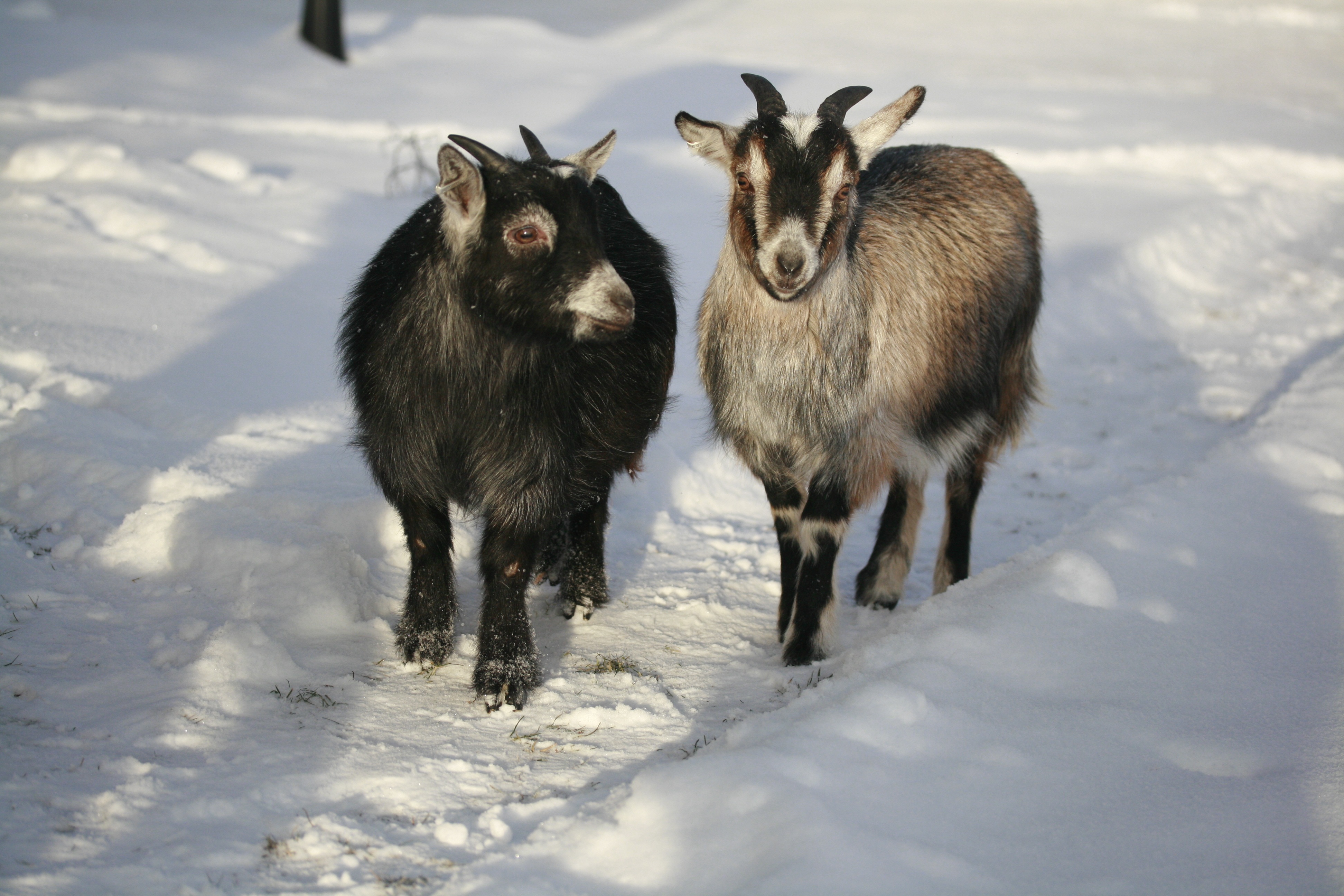 Goats walking on a snow free image download