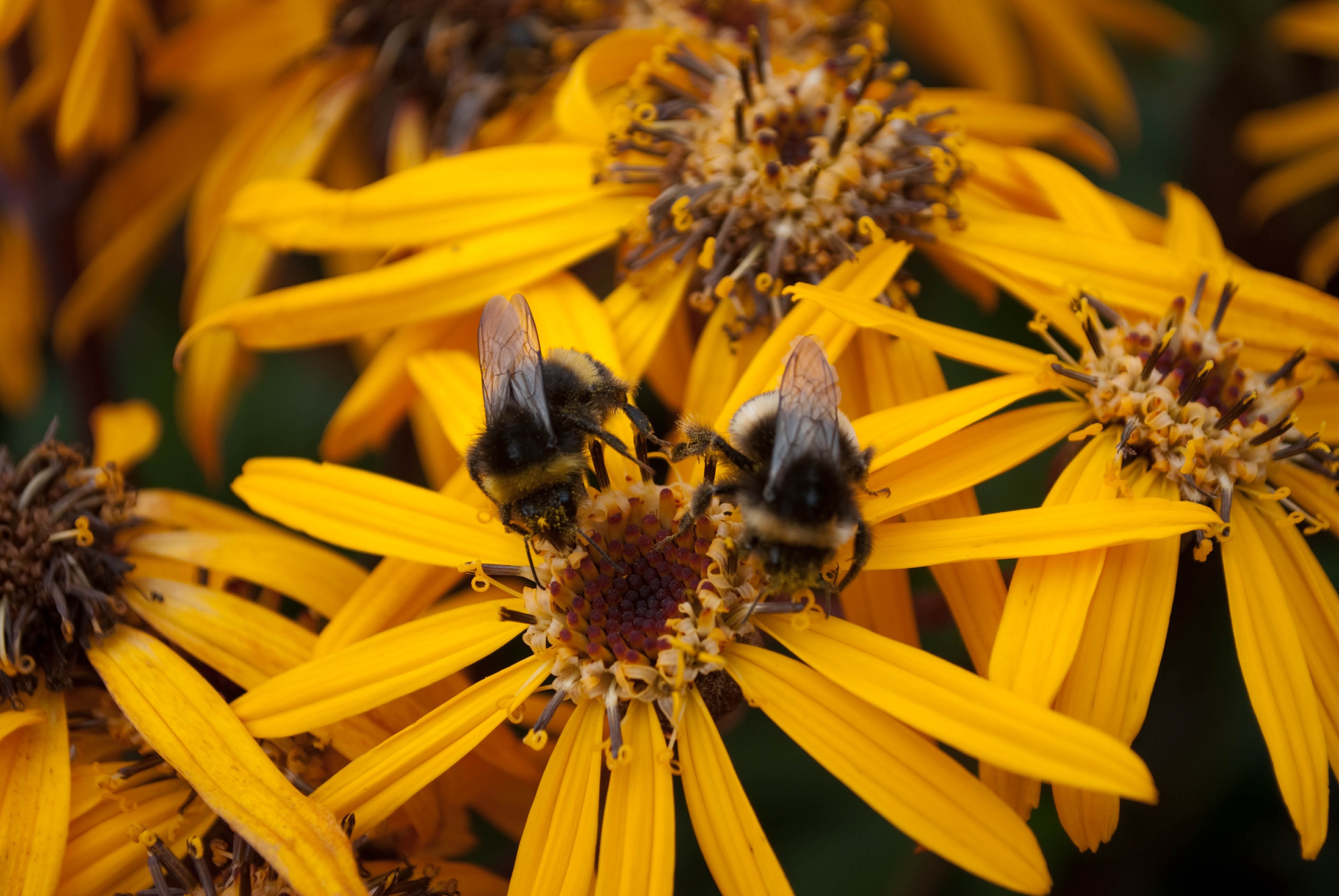 Bees on Yellow flowers free image download