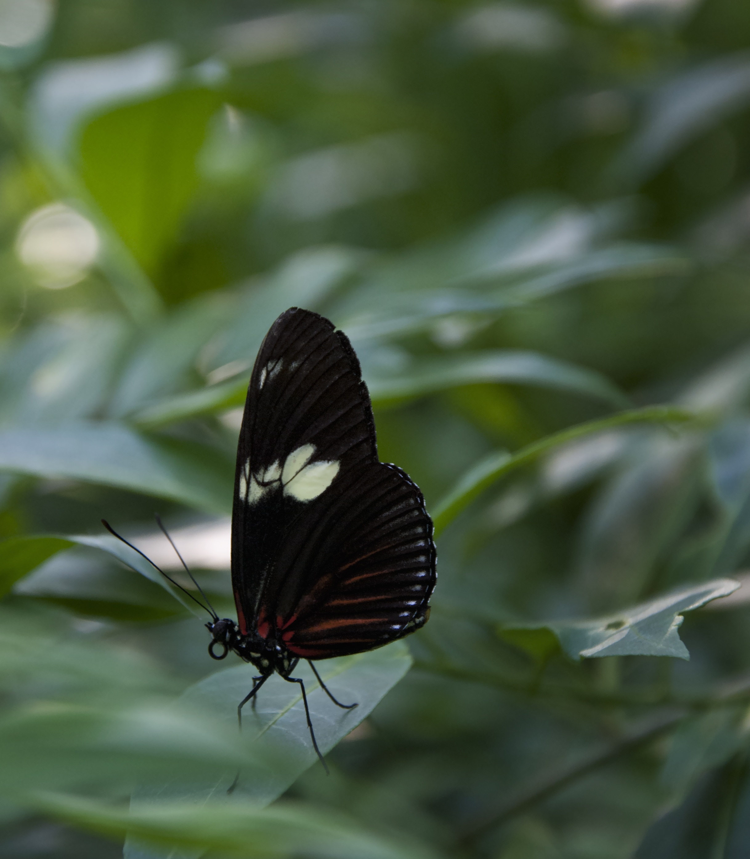 Black butterfly with white spot free image download