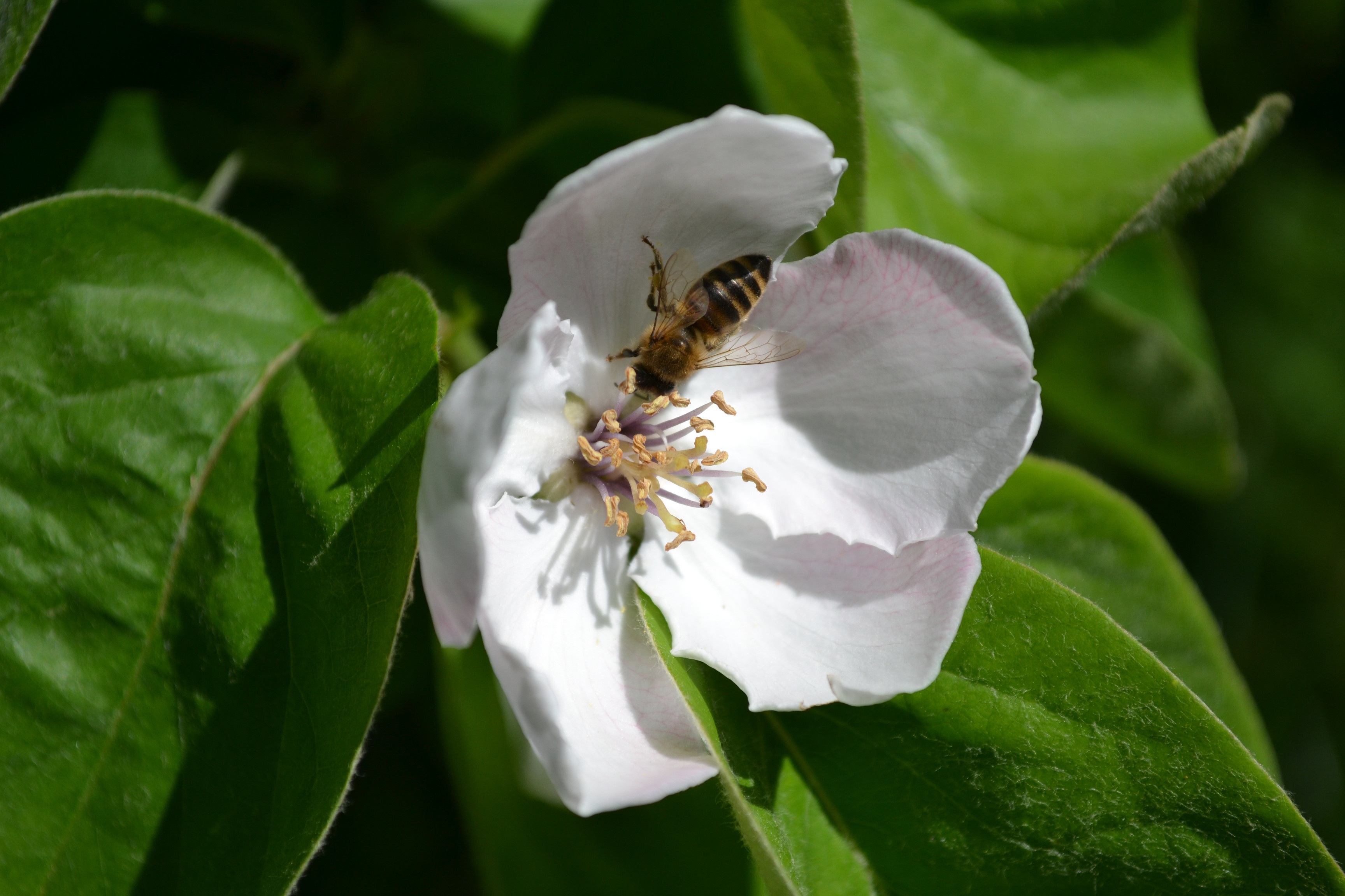Bee sits on the quince flower free image download