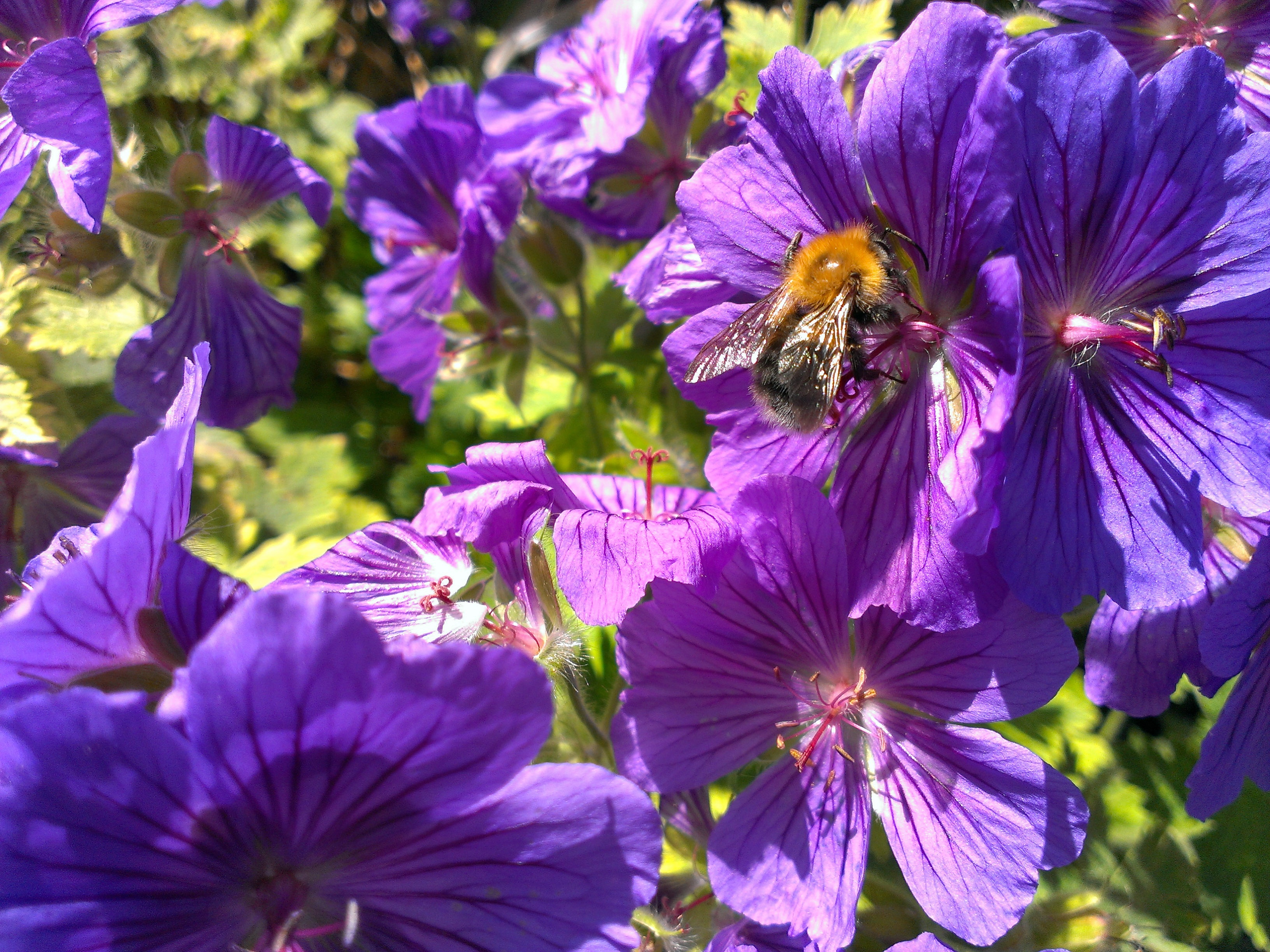 Bee pollinating purple garden flowers free image download