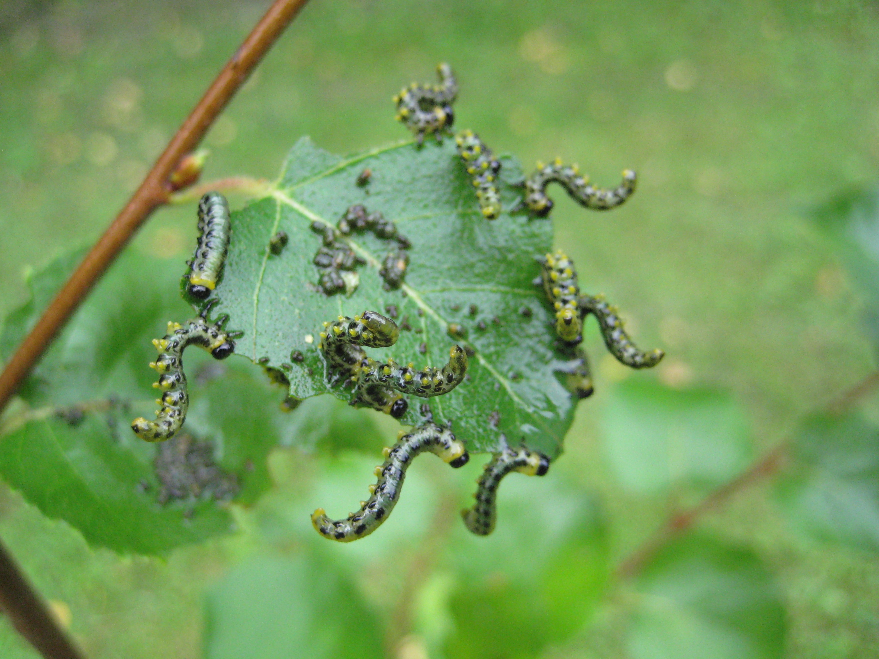 Caterpillars eating birch leaf free image download