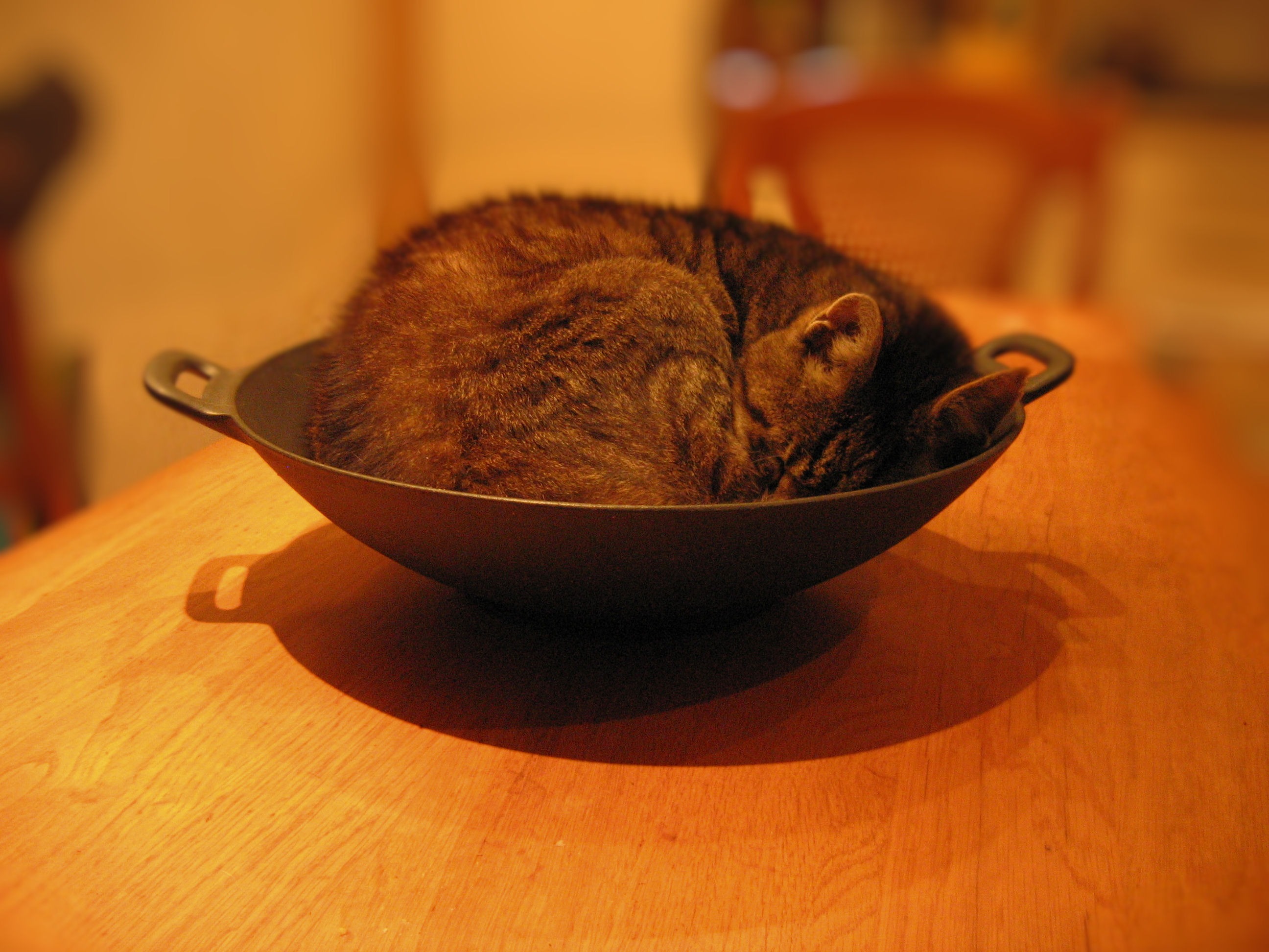 Cat in the bowl free image download