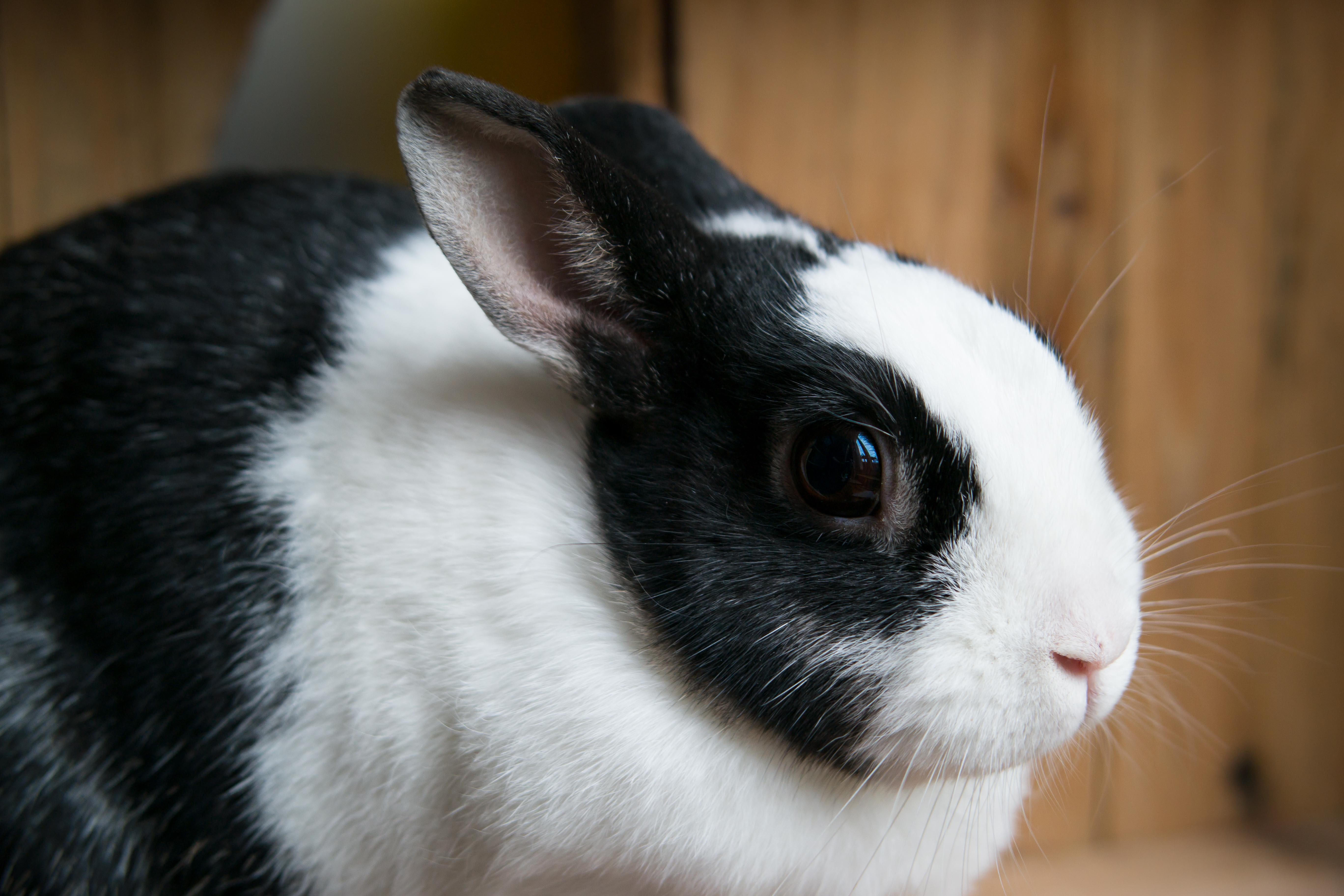 Black and white rabbit free image download