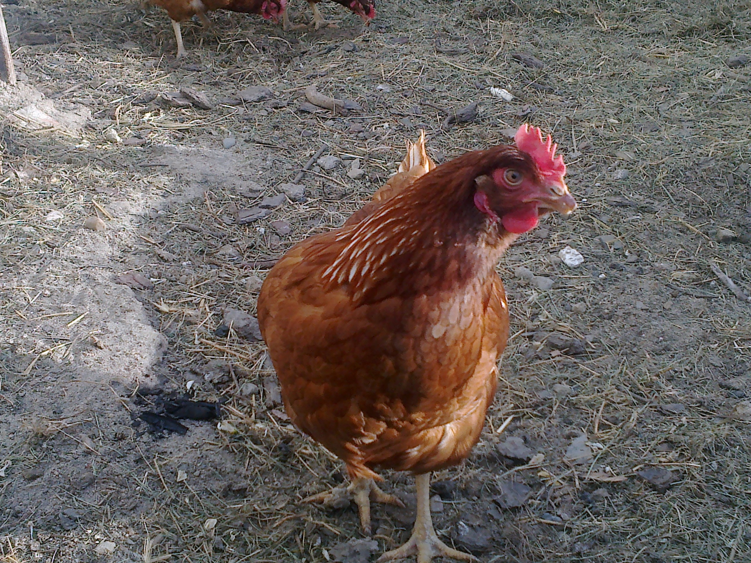 Laying hen on farm free image download