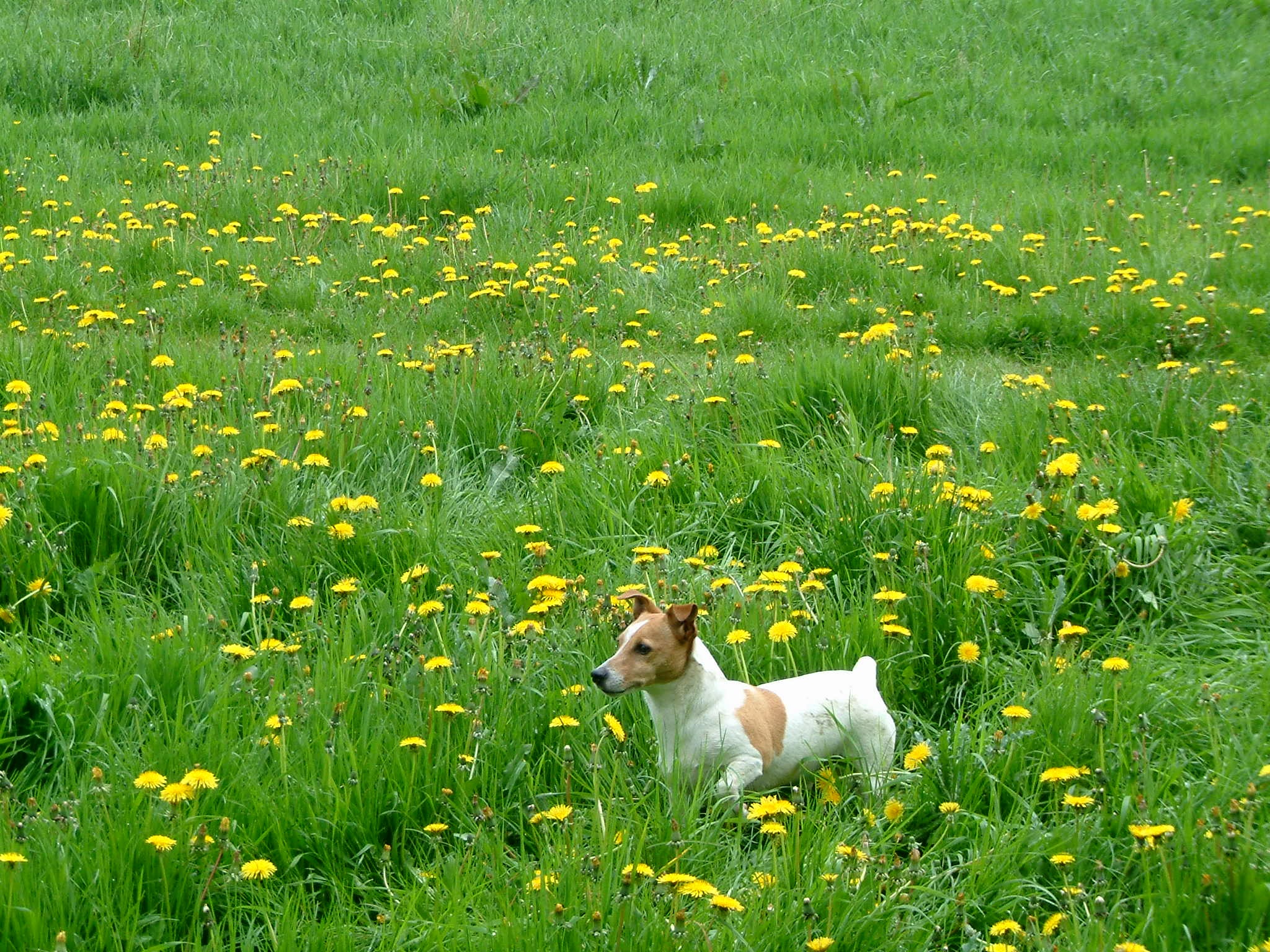 Jack russel terrier walks in a flowering field free image download