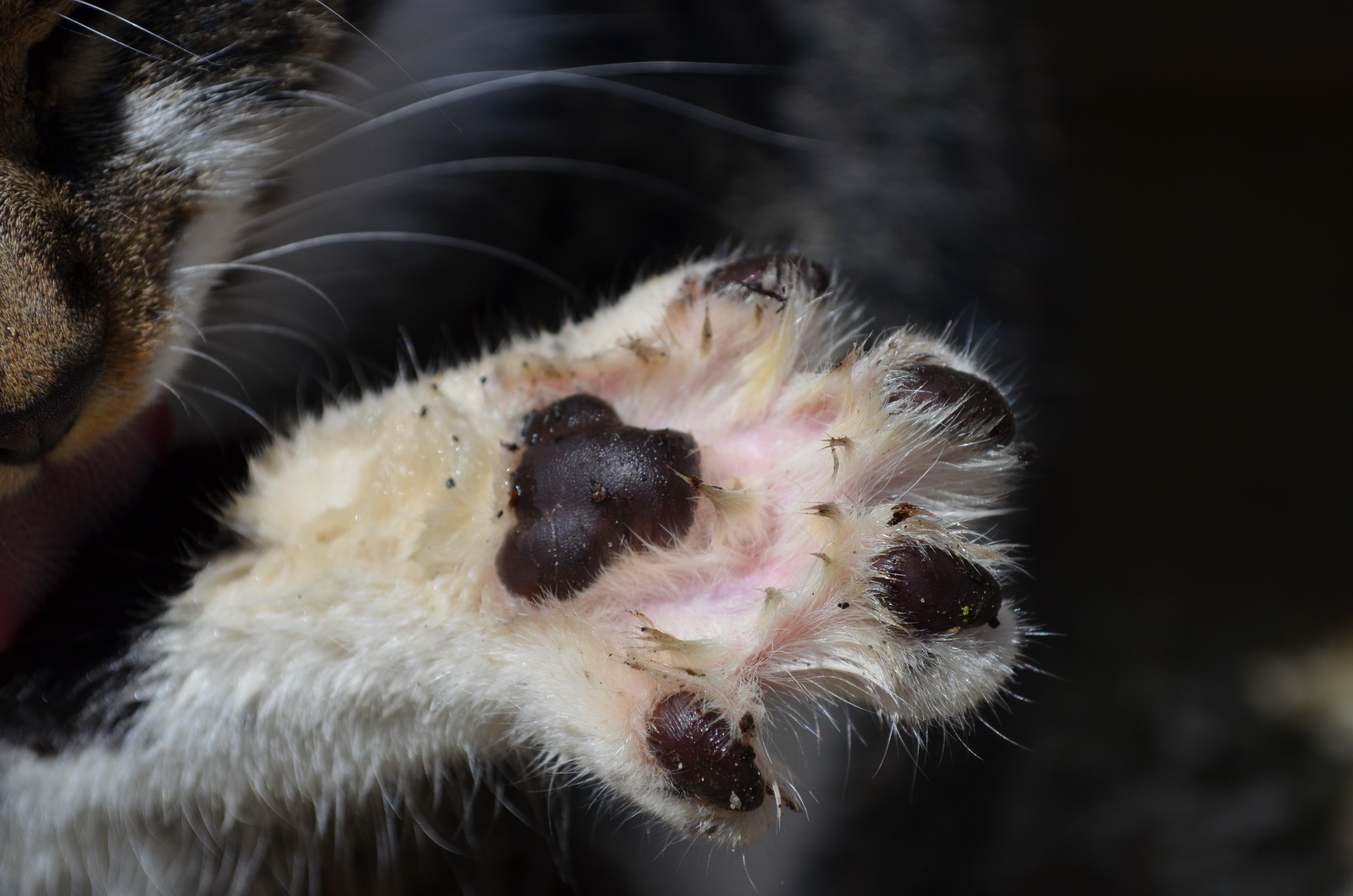 Dirty cat's paw free image download