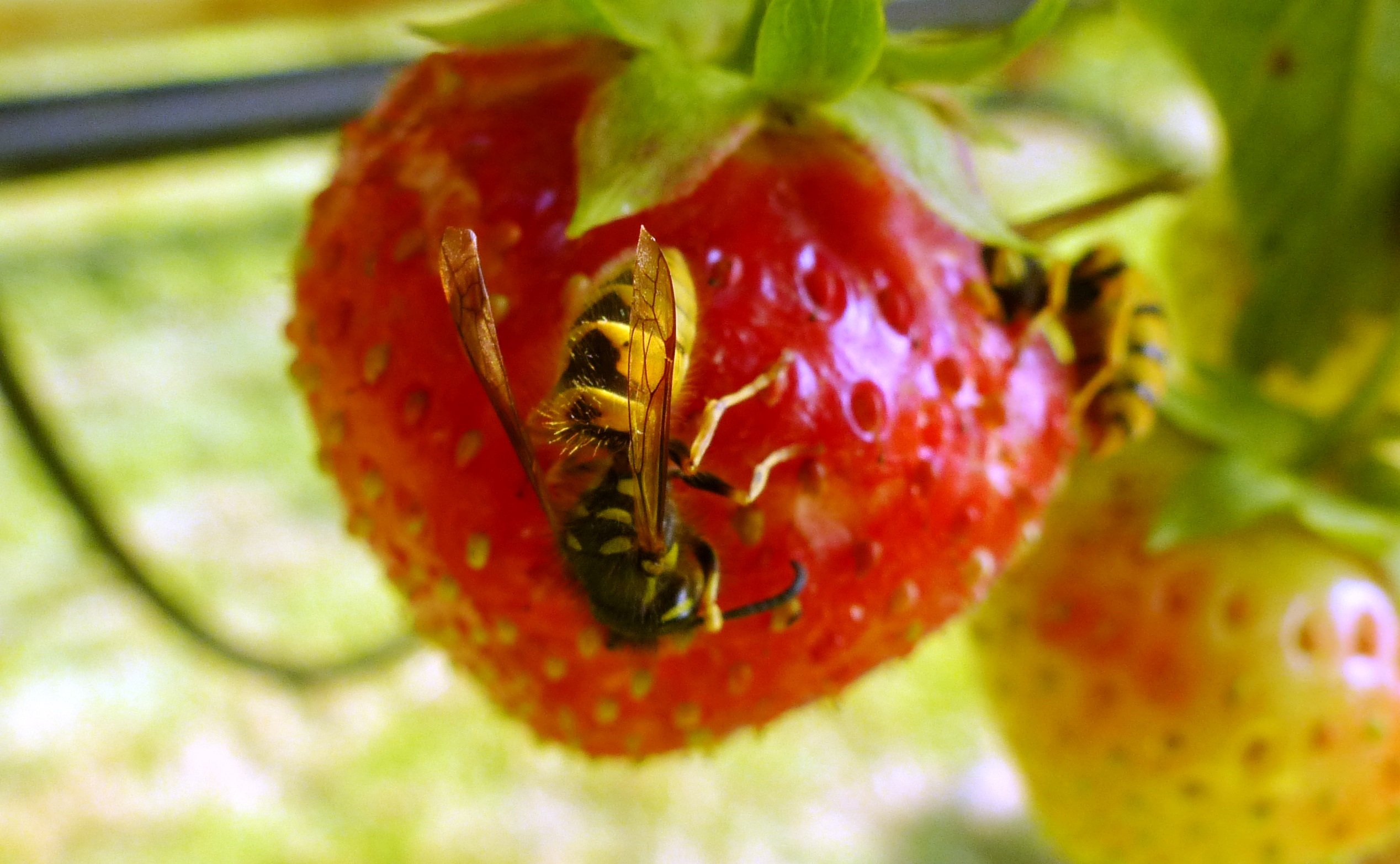 Wasp on ripe strawberries closeup free image download
