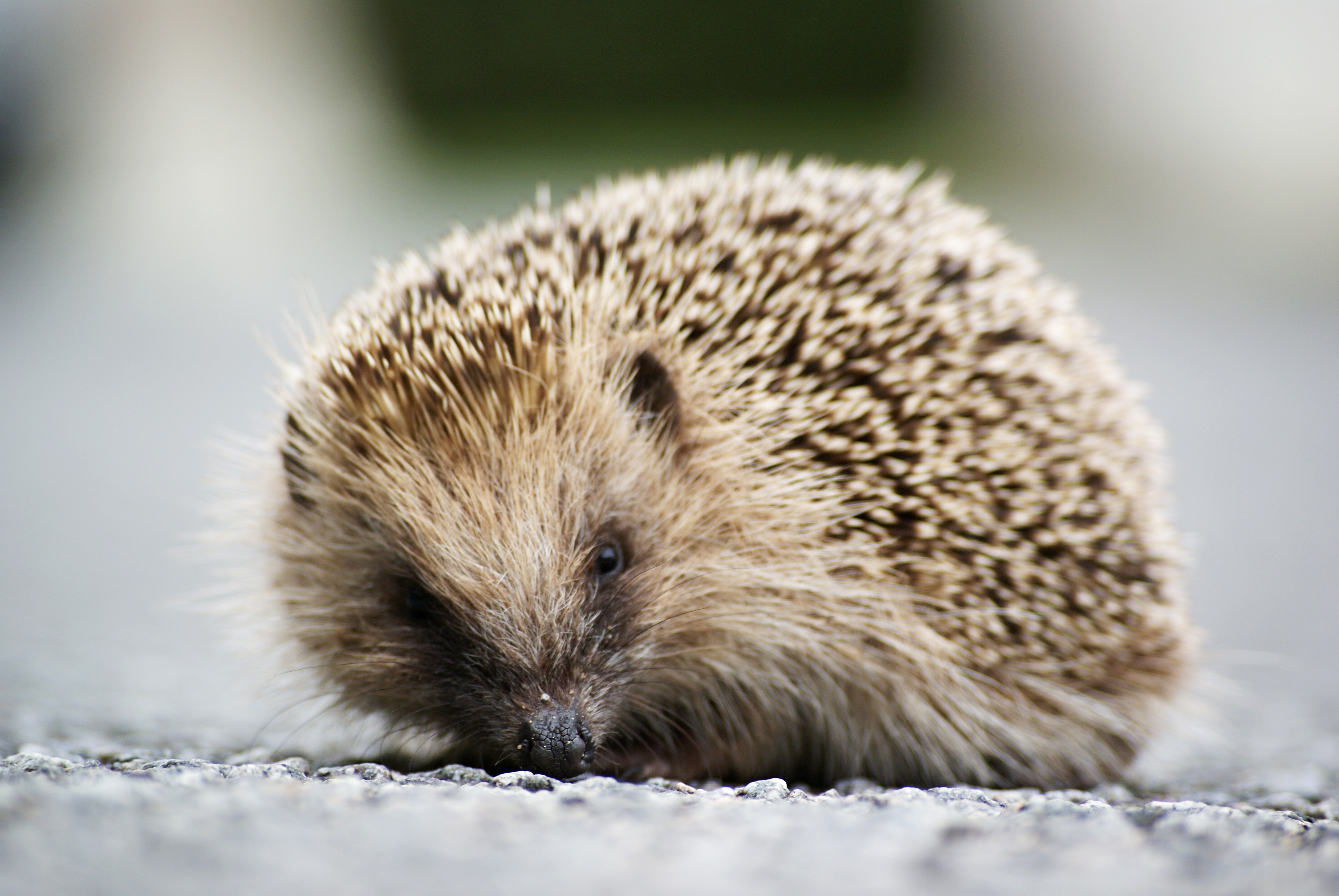 Hedgehog on the road close up free image download
