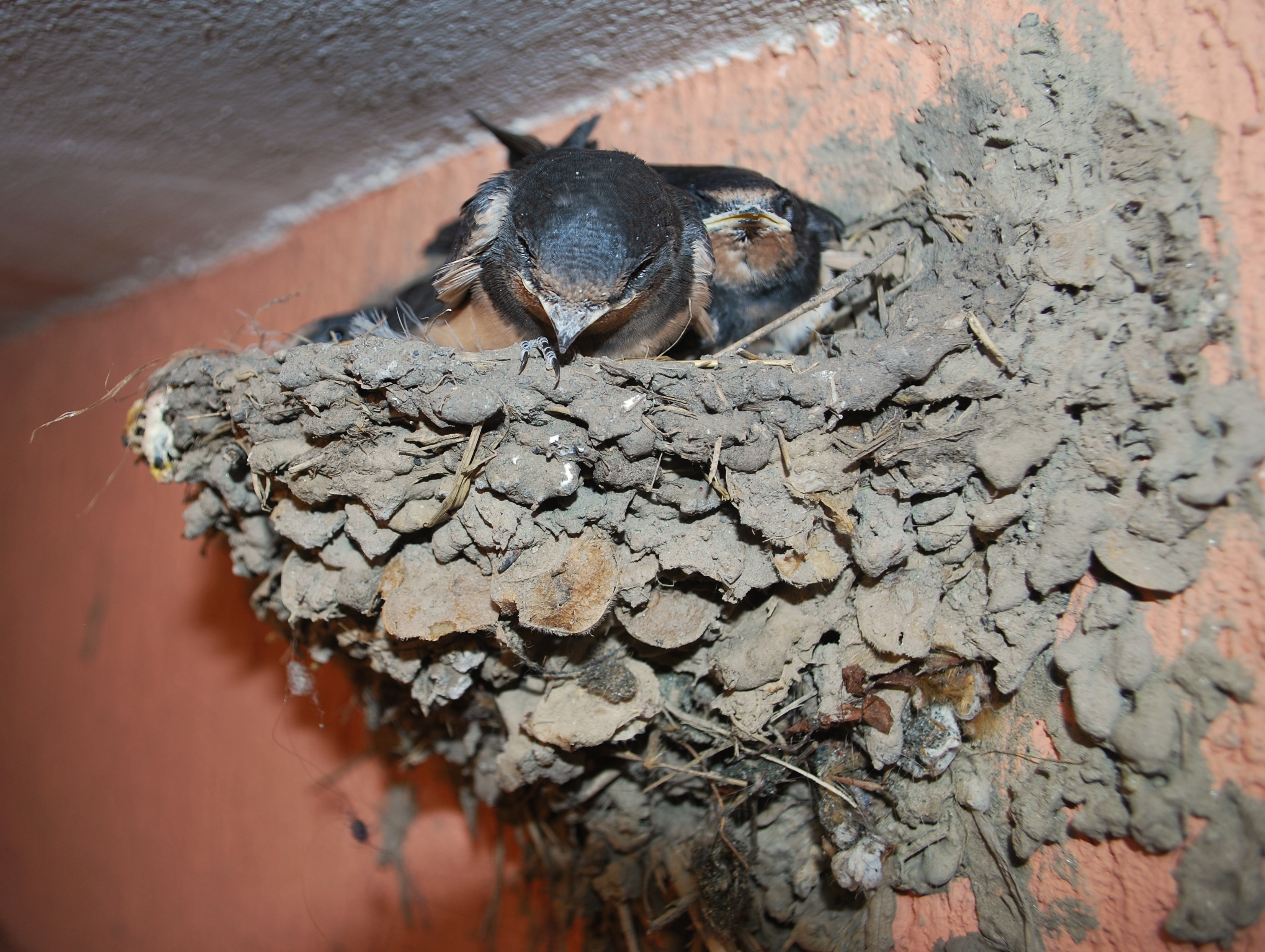 Young Swallows in Nest on wall free image download