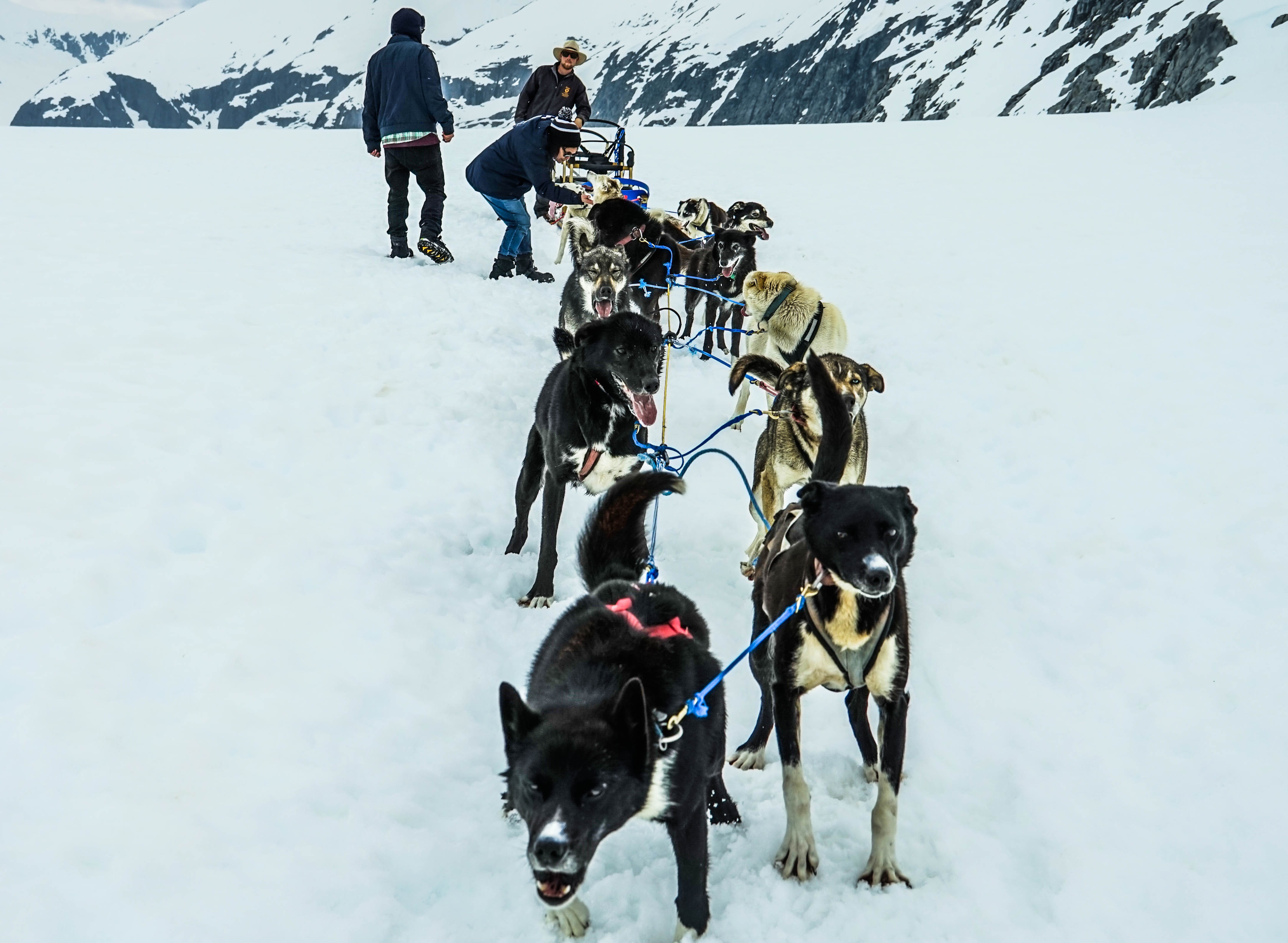 Harnessed sled dogs in Alaska free image download