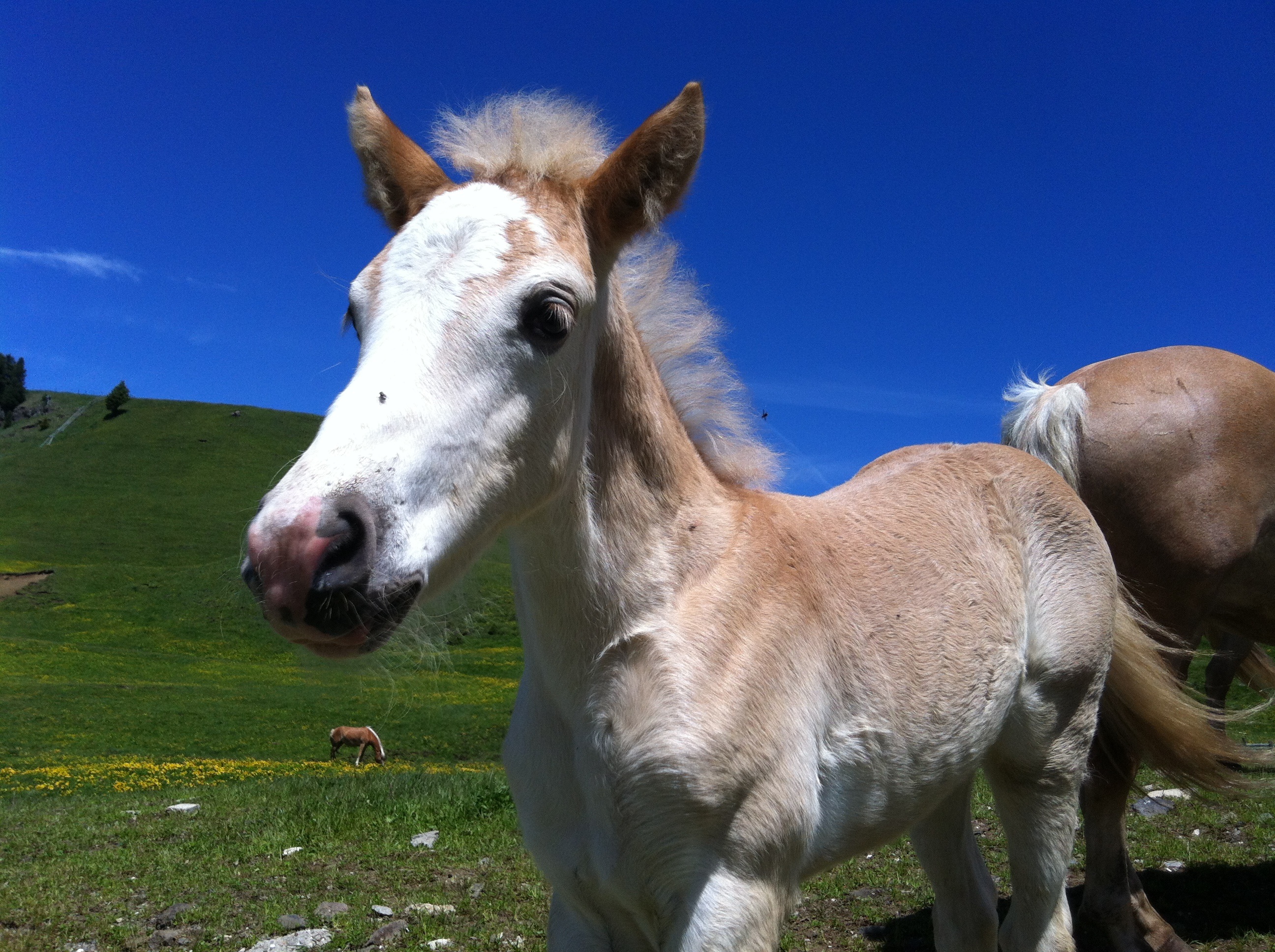 Young horse on a meadow free image download