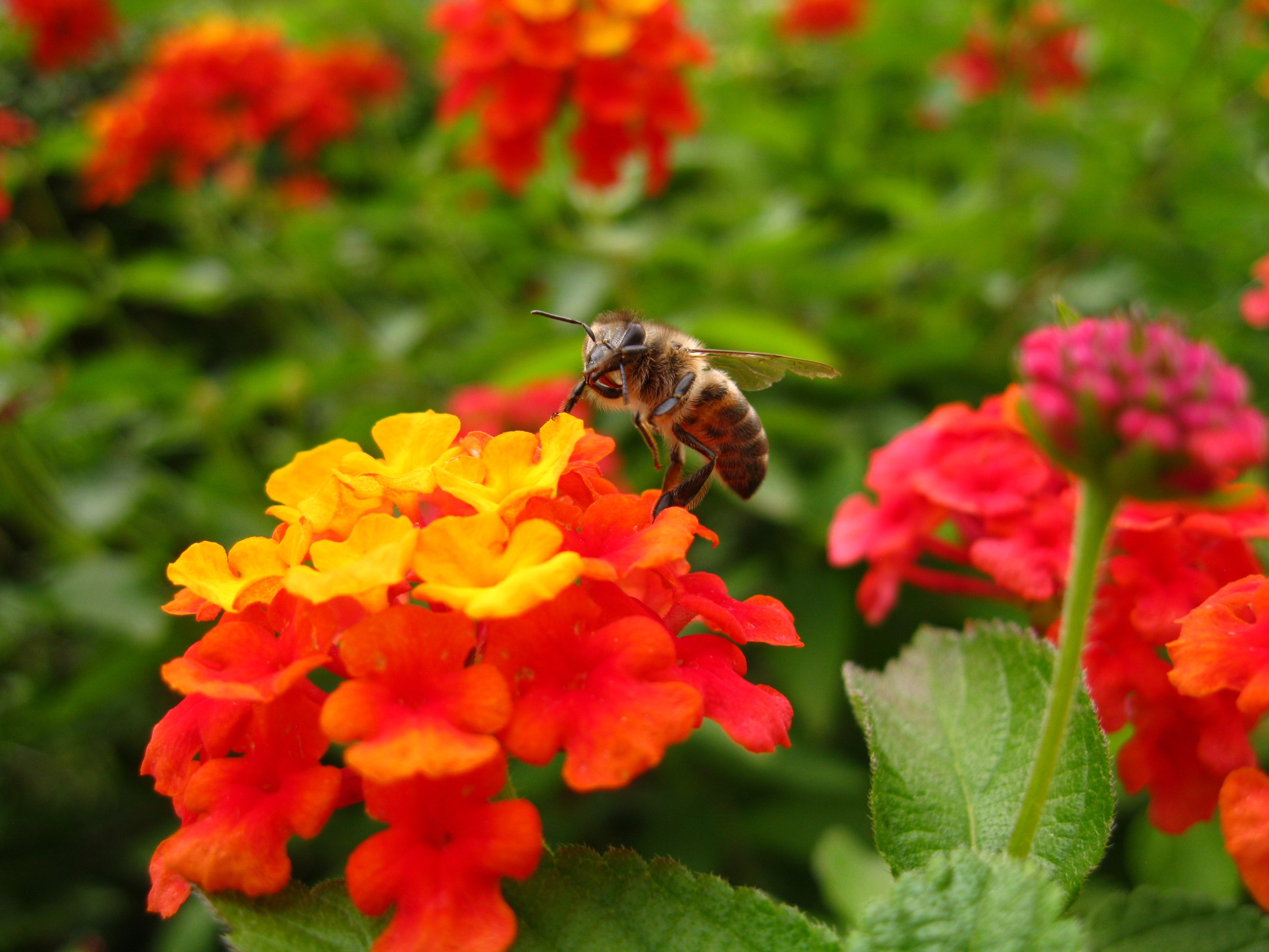Lantana Bee Flower free image download