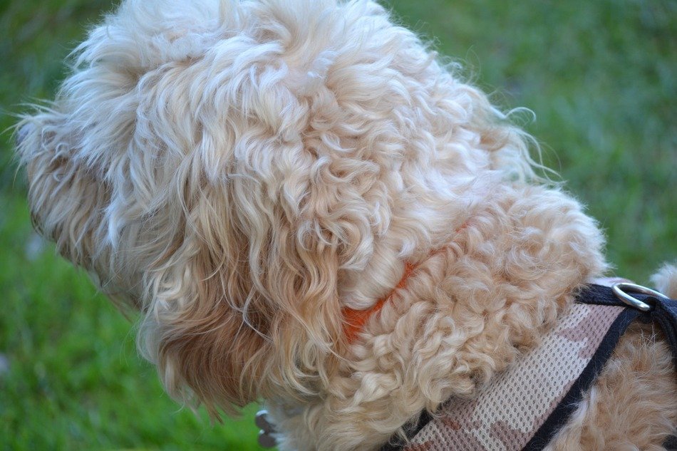 Dog Puppy with curly hair free image download