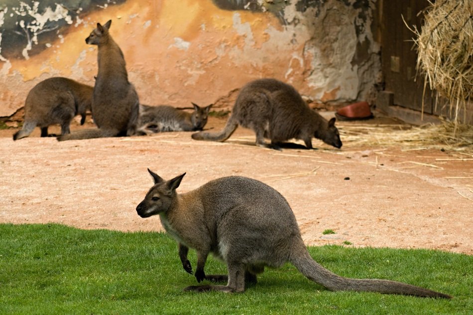 Wild Kangaroos in a zoo free image download