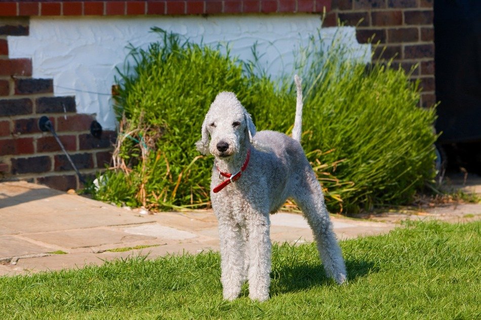 Cute Bedlington Terrier photo free image download