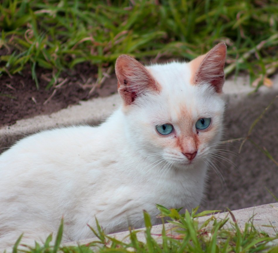 White cat with pink ears free image download