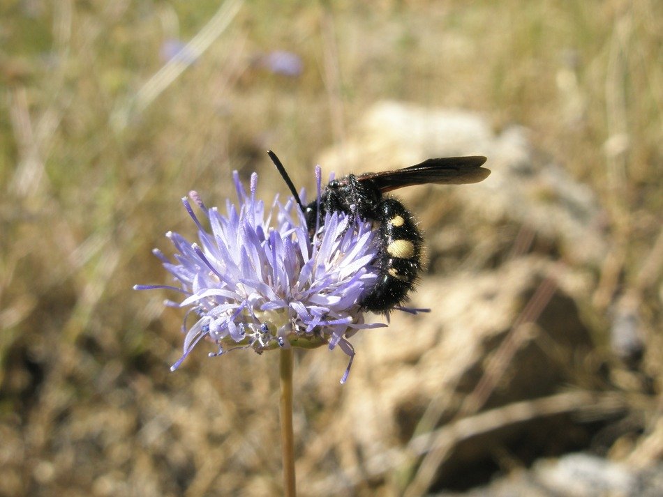 Black on blue flower free image download