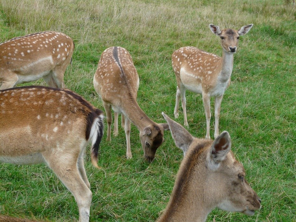 Deer graze on green grass free image download