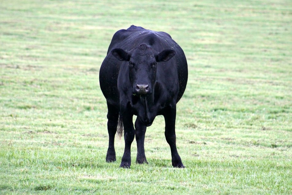 Black Cow free image download