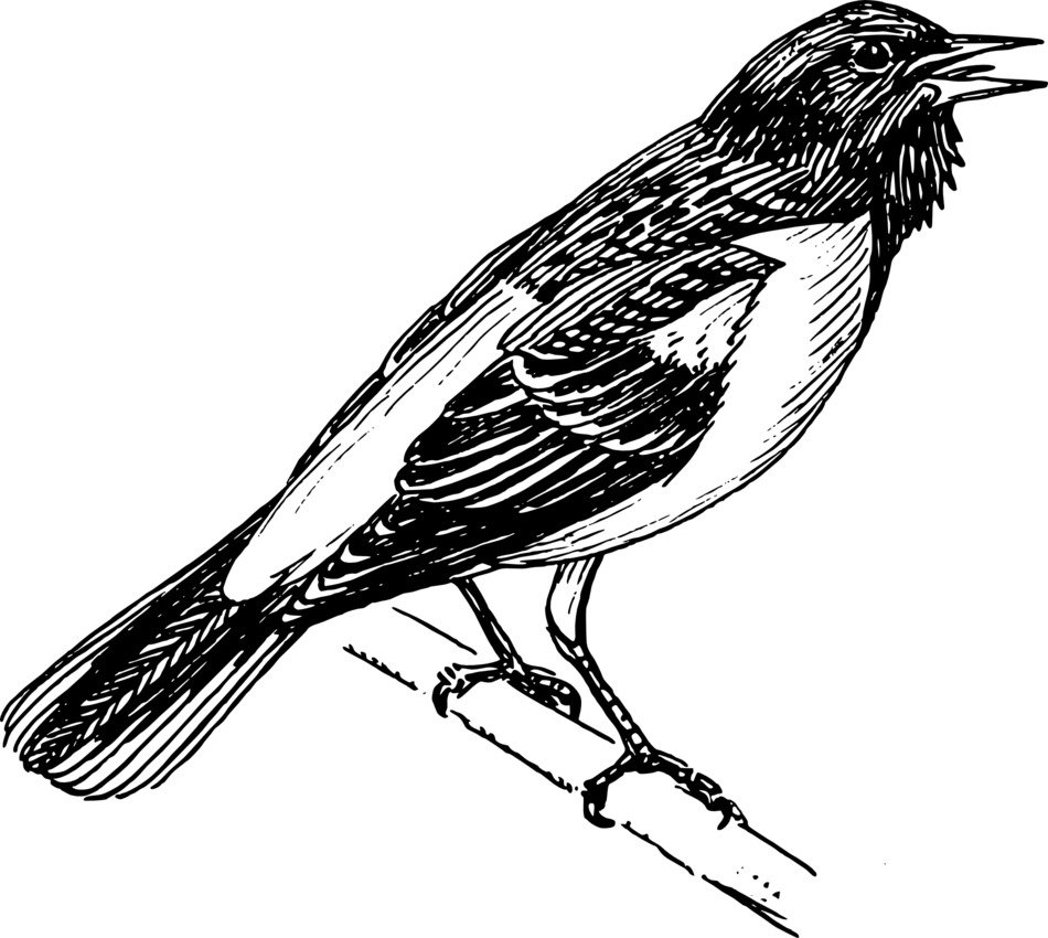 Oriole Baltimore, songbird, white and black illustration free image