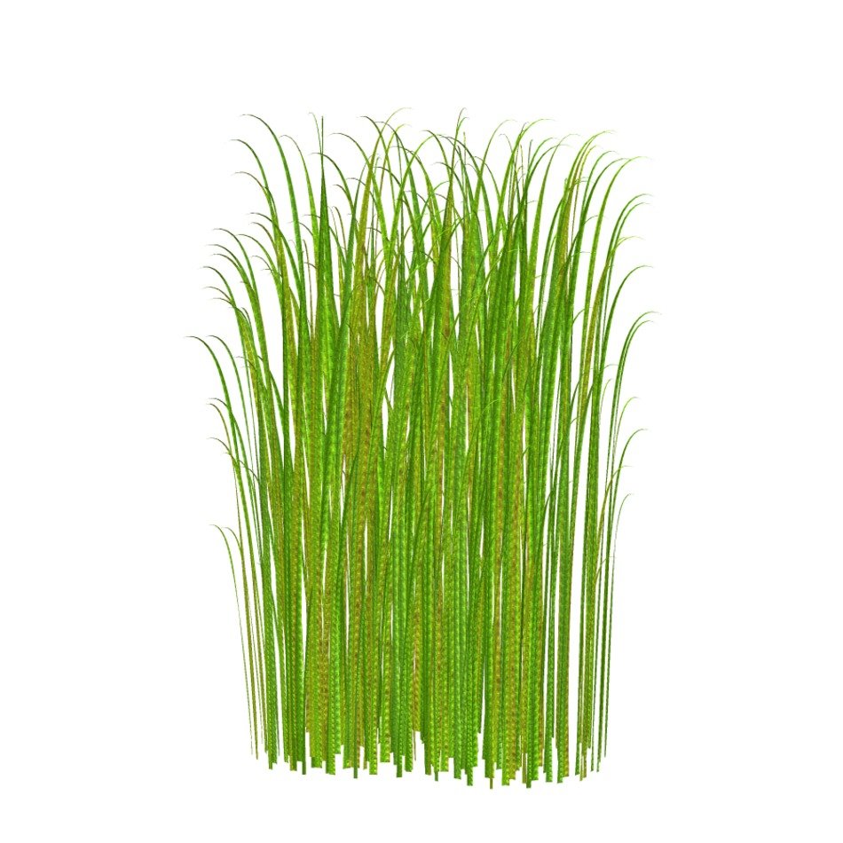 Tall green grass free image download