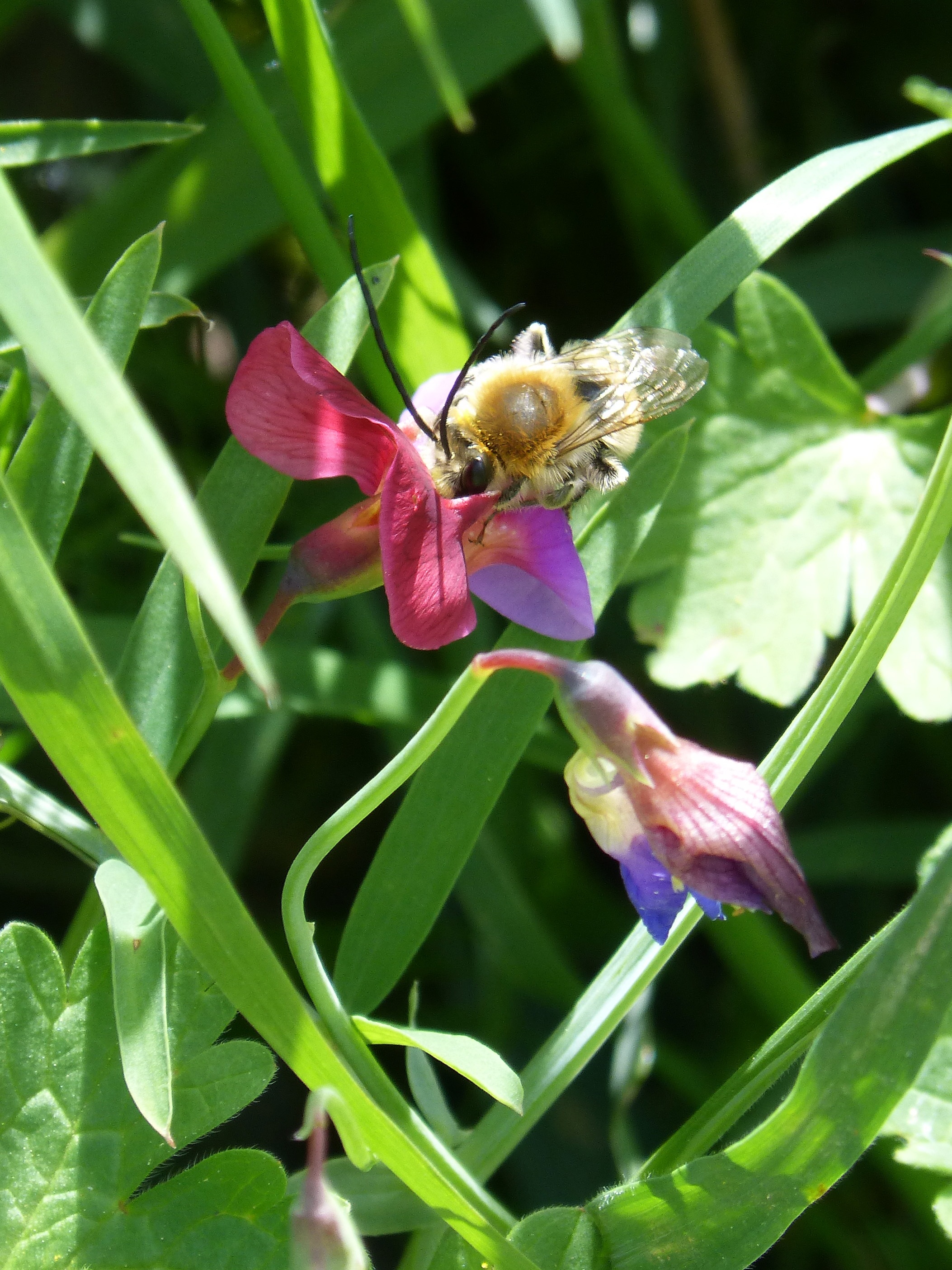 Bee with long antennae on Flower free image download