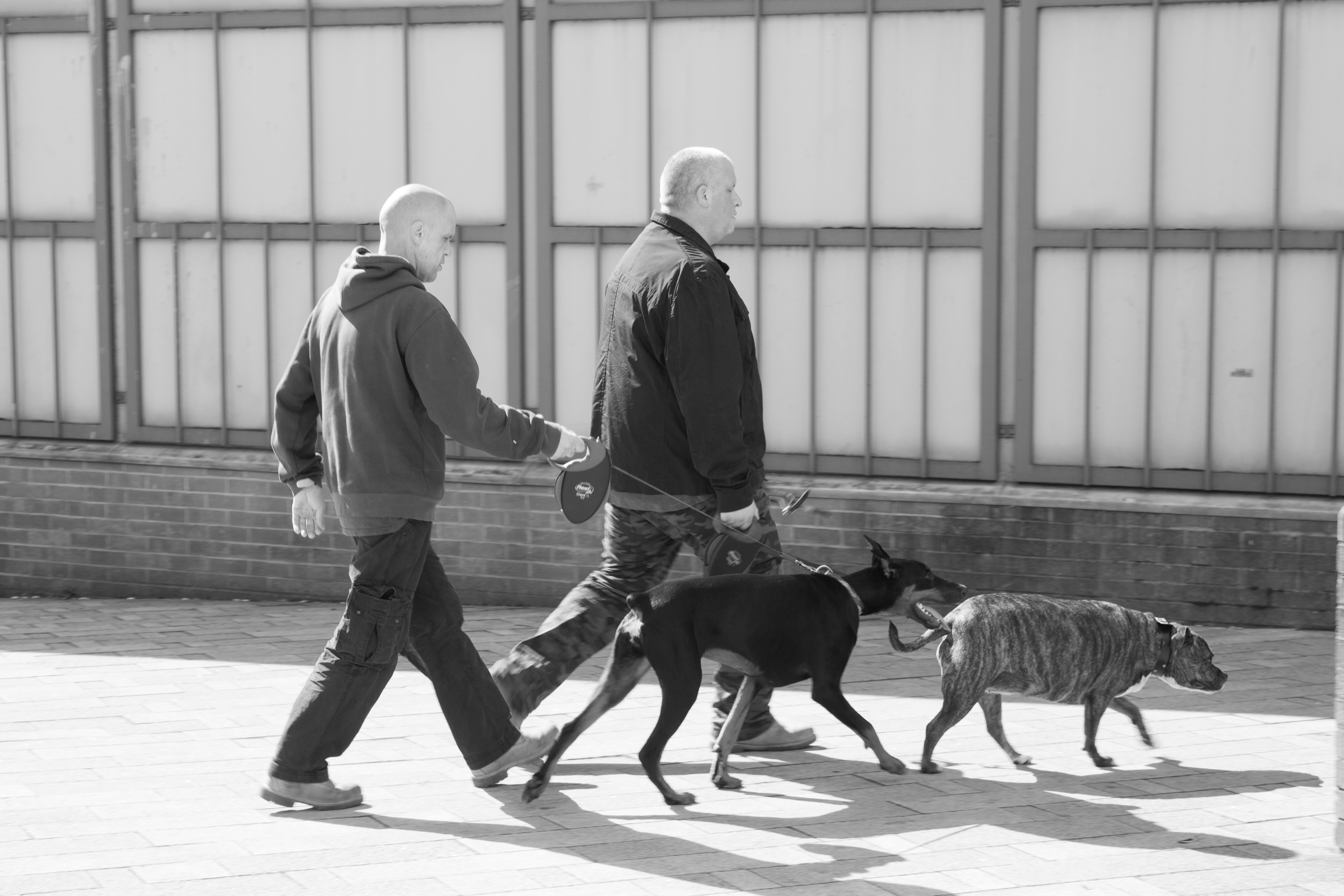 Dog walking on a city street free image download
