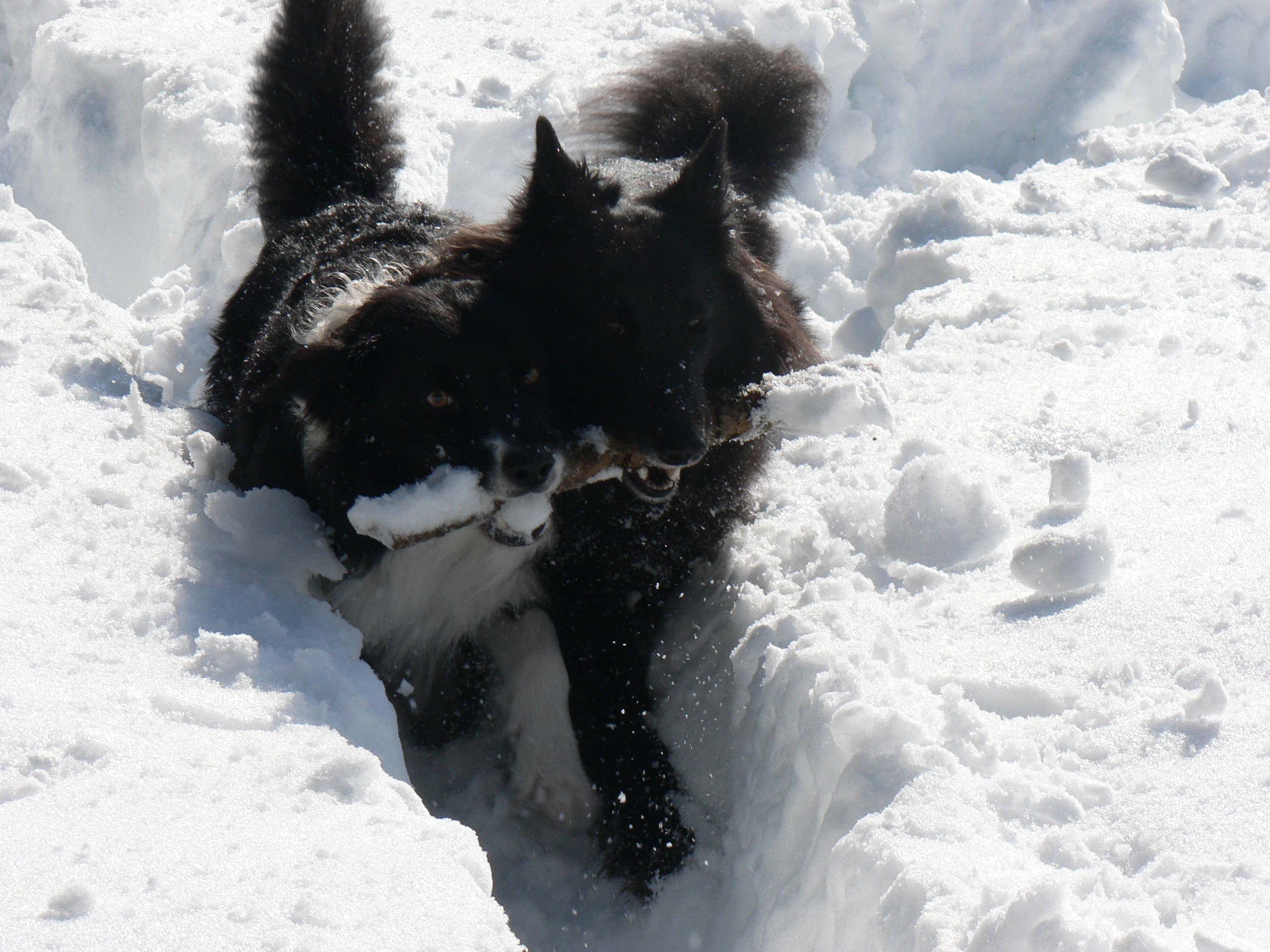 Joyful dogs play in the snow free image download