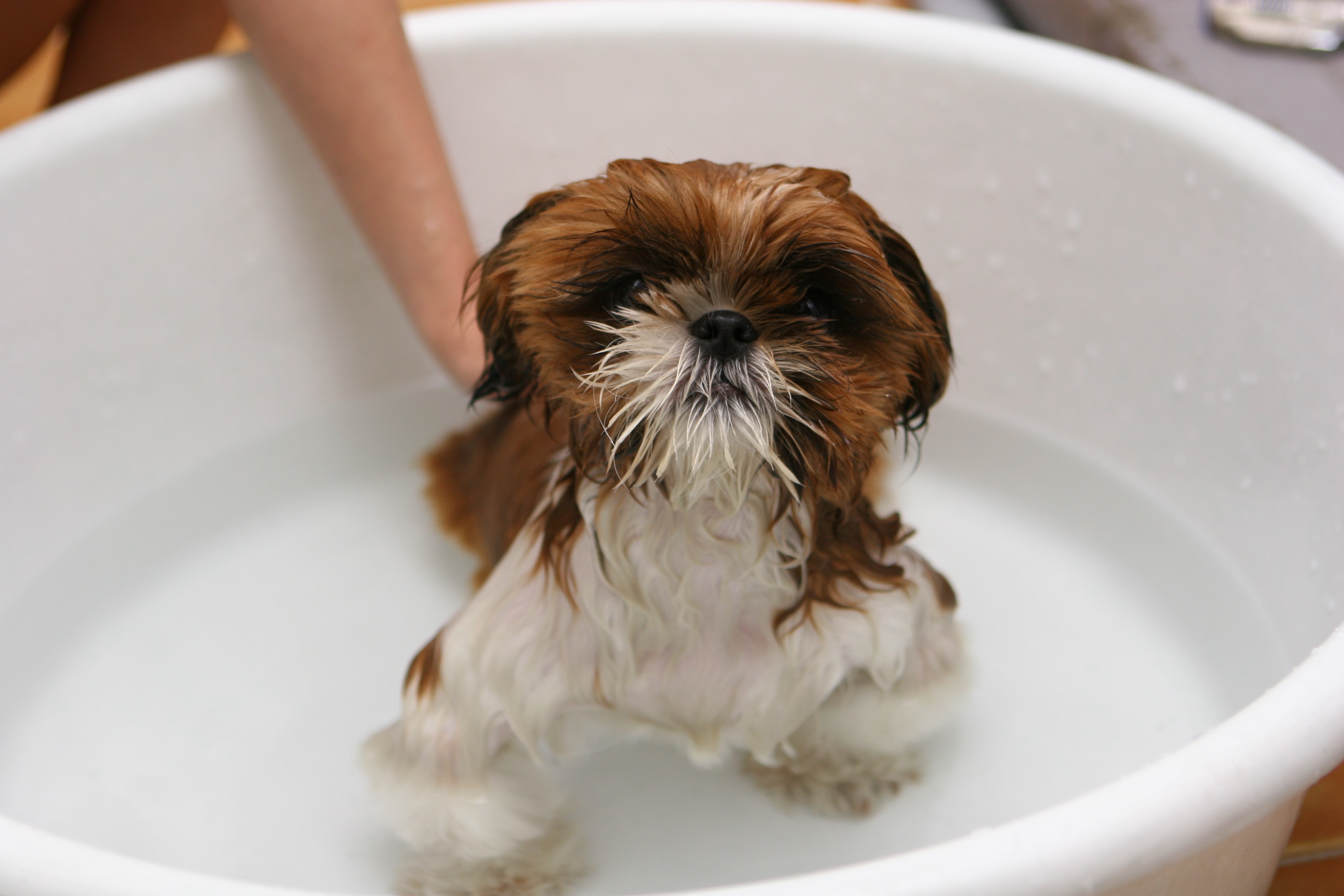 Bath time for puppy free image download