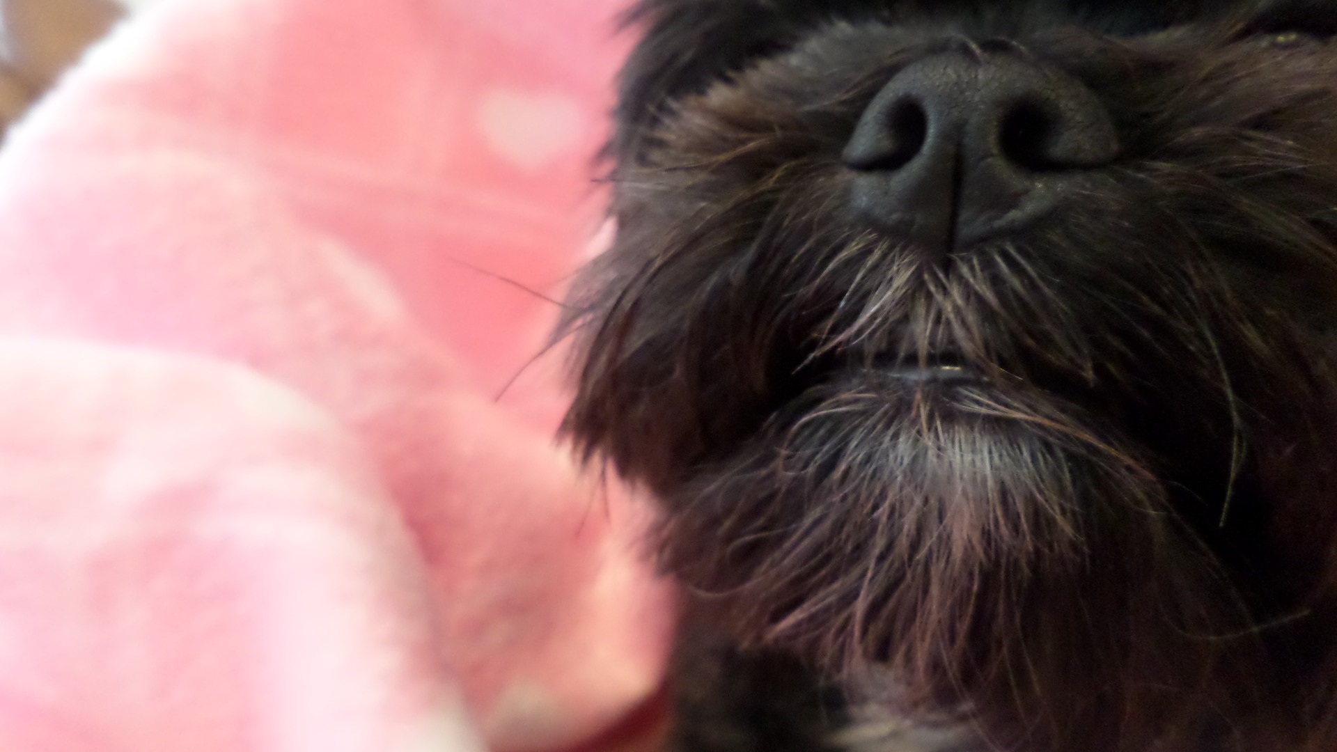 Dog nose close up free image download