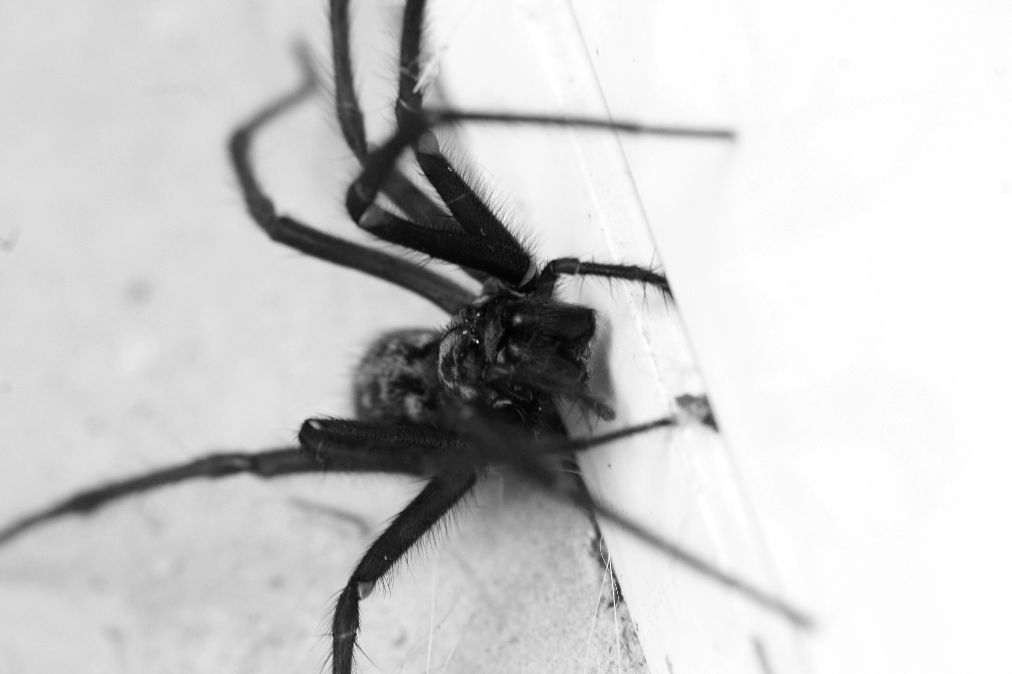 Black hairy spider free image download